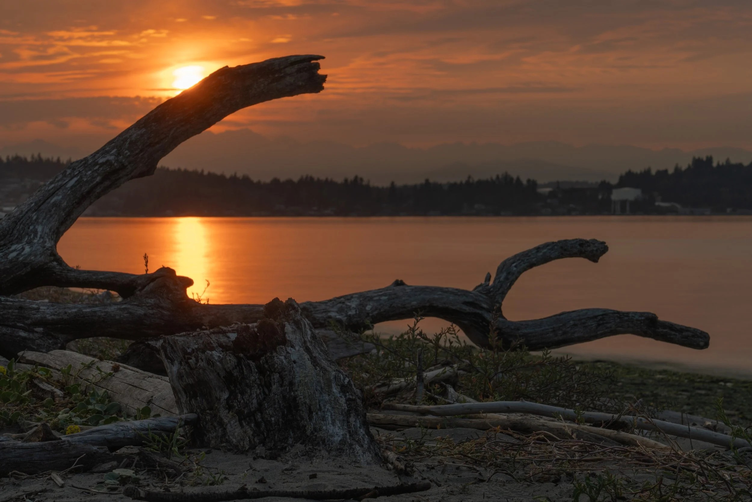 A sunset over a body of water with some trees and mountains in the background. In the foreground, there is a weathered, fallen tree branch.
