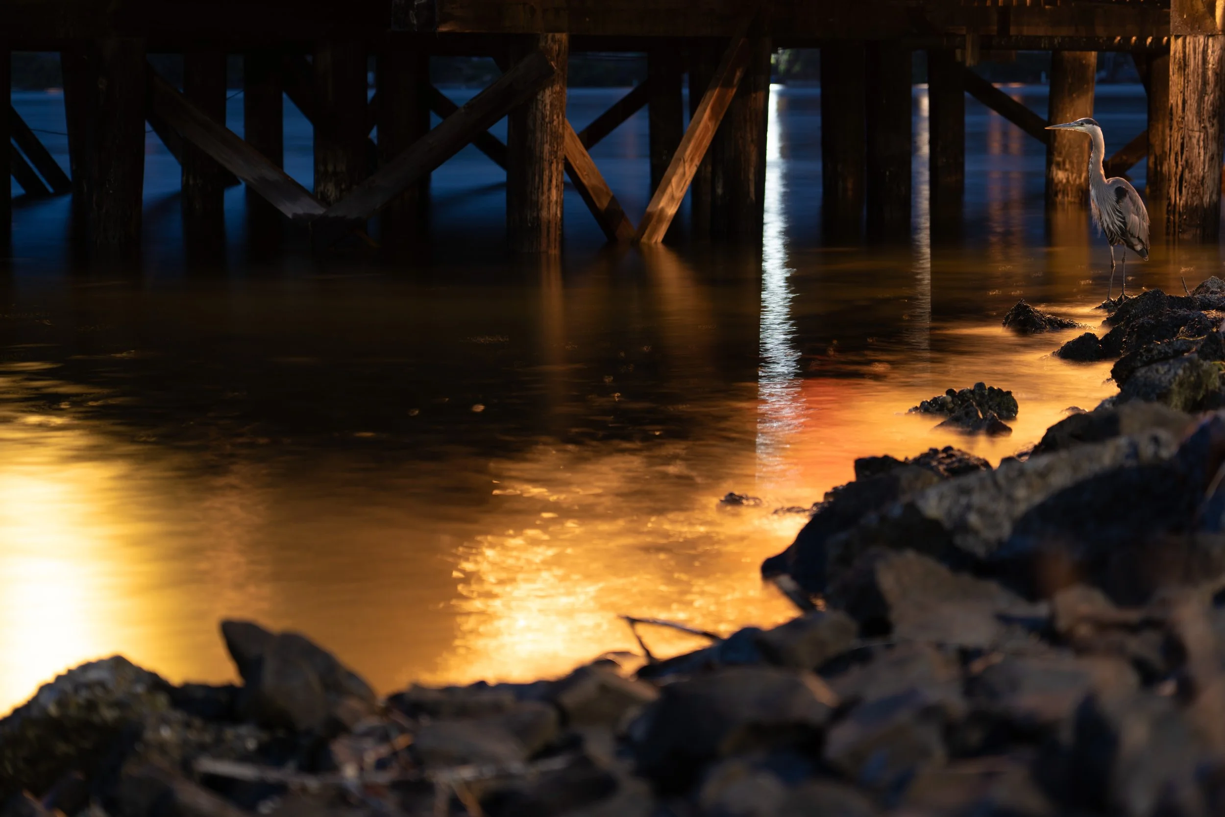 A heron standing on rocks at the edge of the water under a pier at sunset with dark water and wooden pier supports.