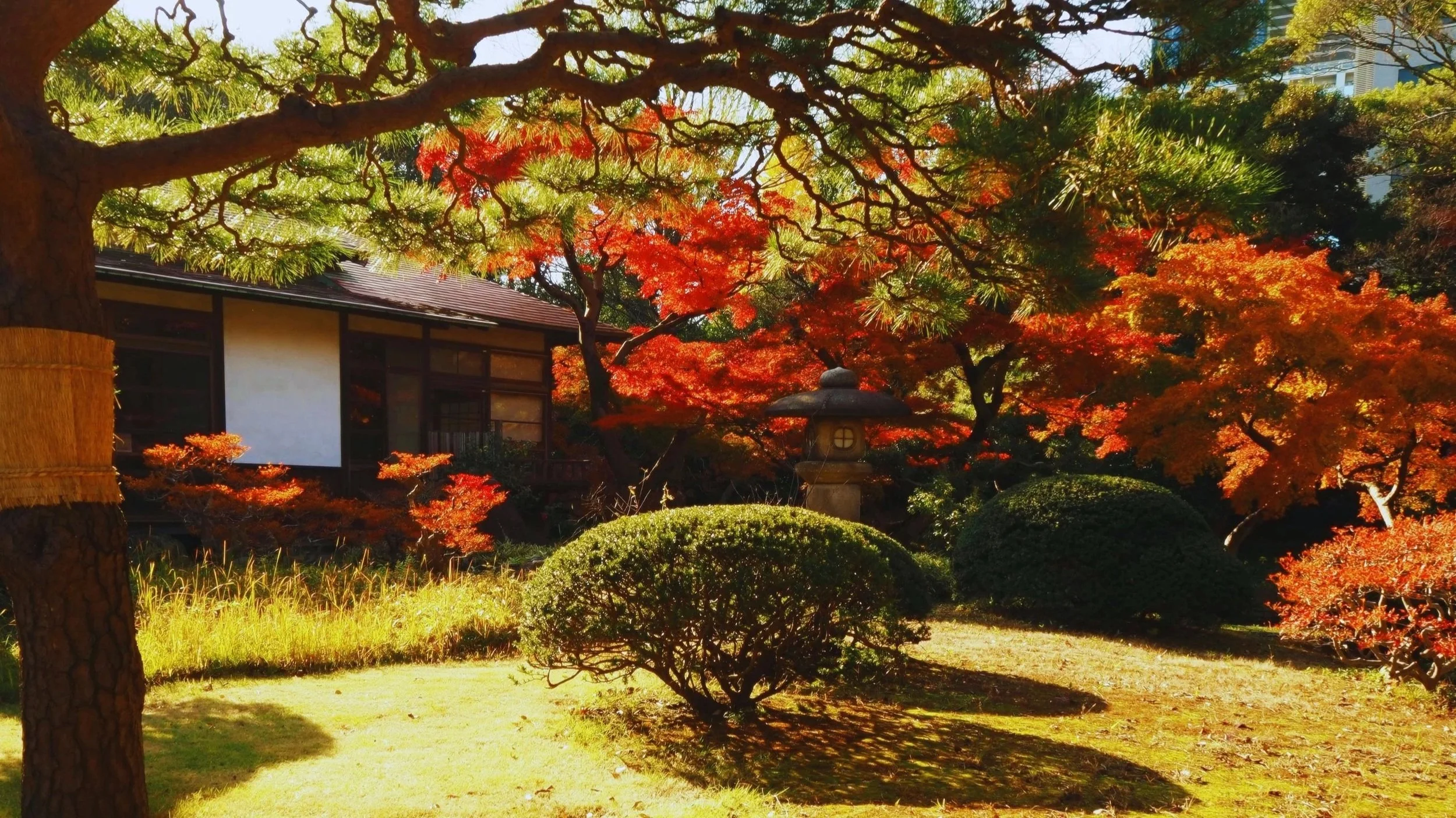 Pourquoi choisir un guide francophone à Tokyo ? Une expérience qui change tout