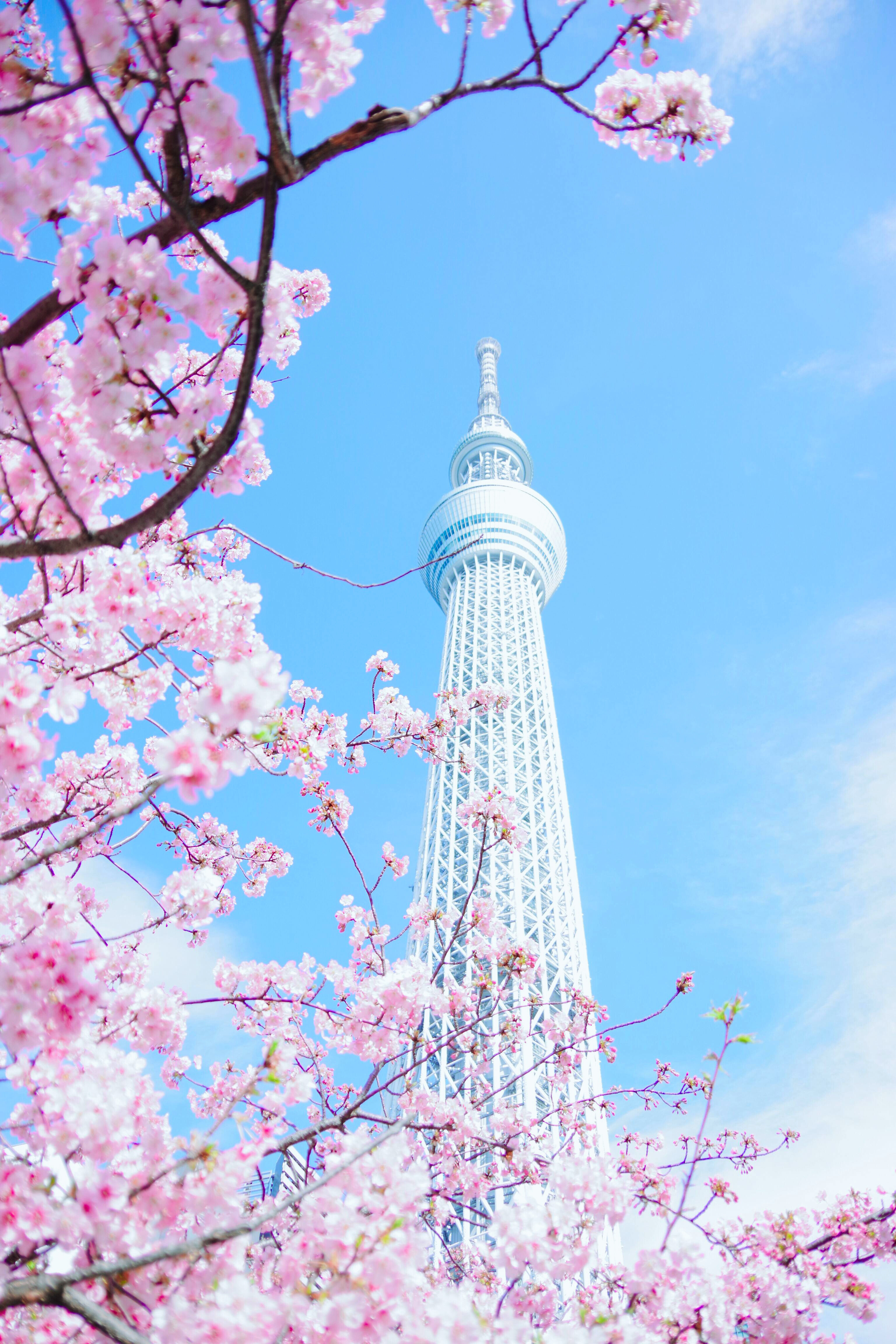 Tour de Tokyo vue à travers des branches de cerisiers en fleurs roses, ciel bleu clair.