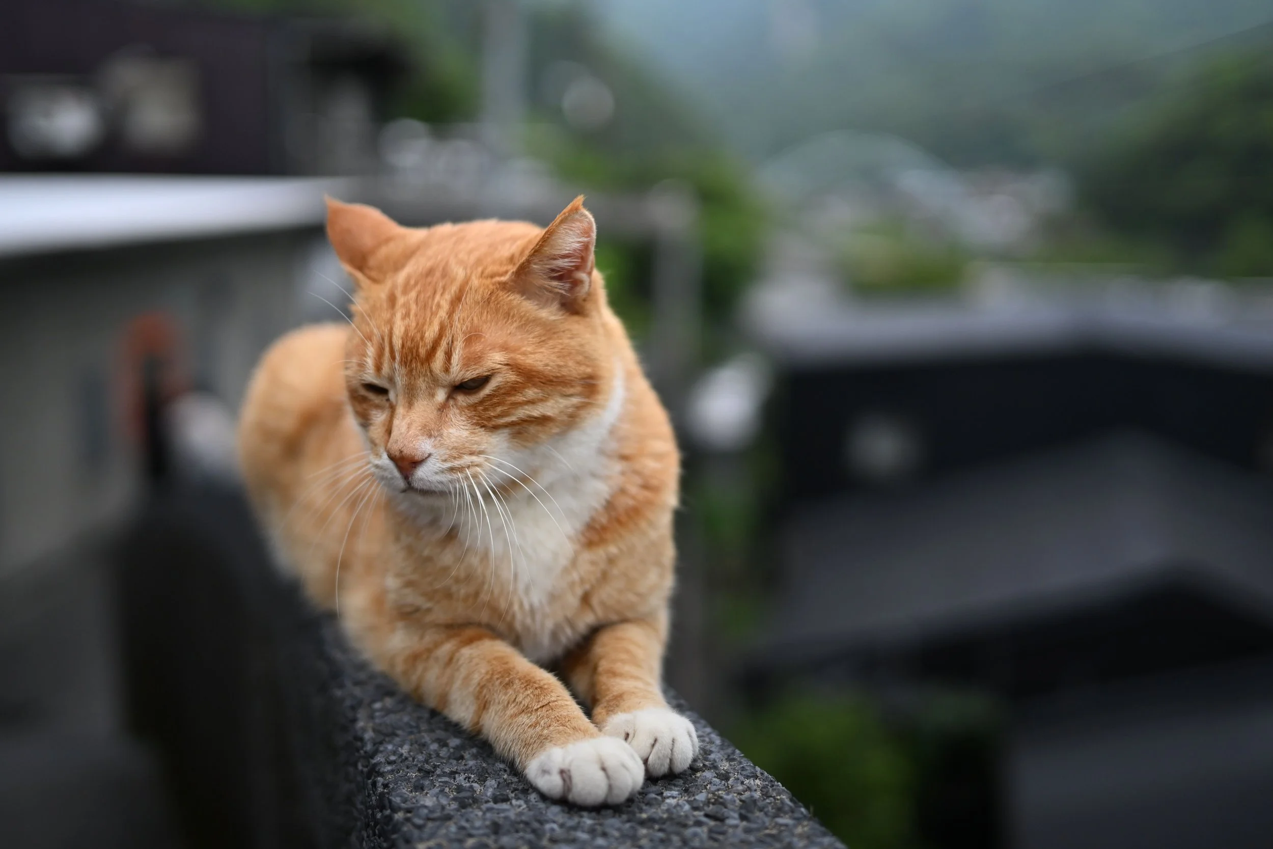Chat de YANAKA