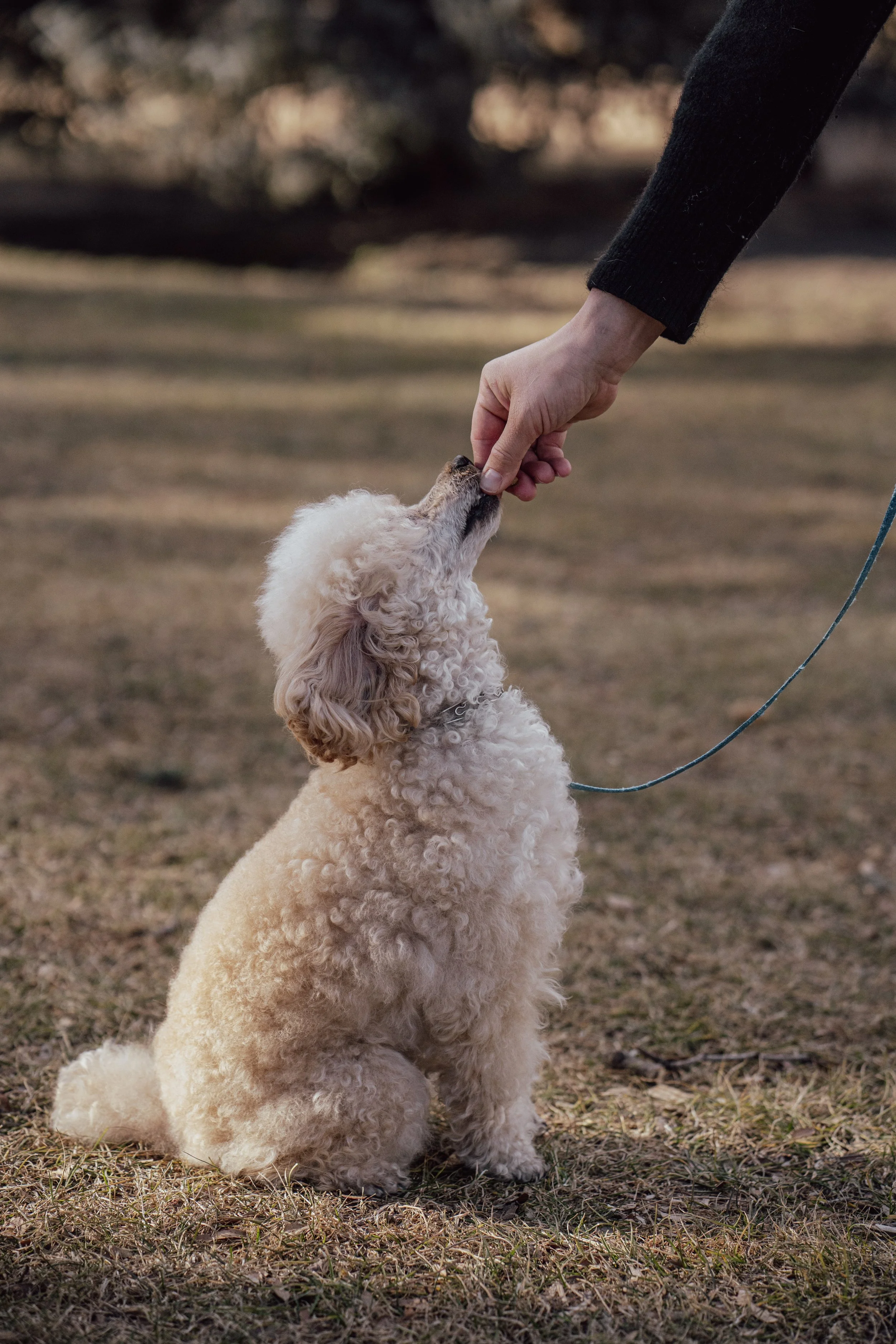 Private dog training lesson with small dog practicing focus and sit command