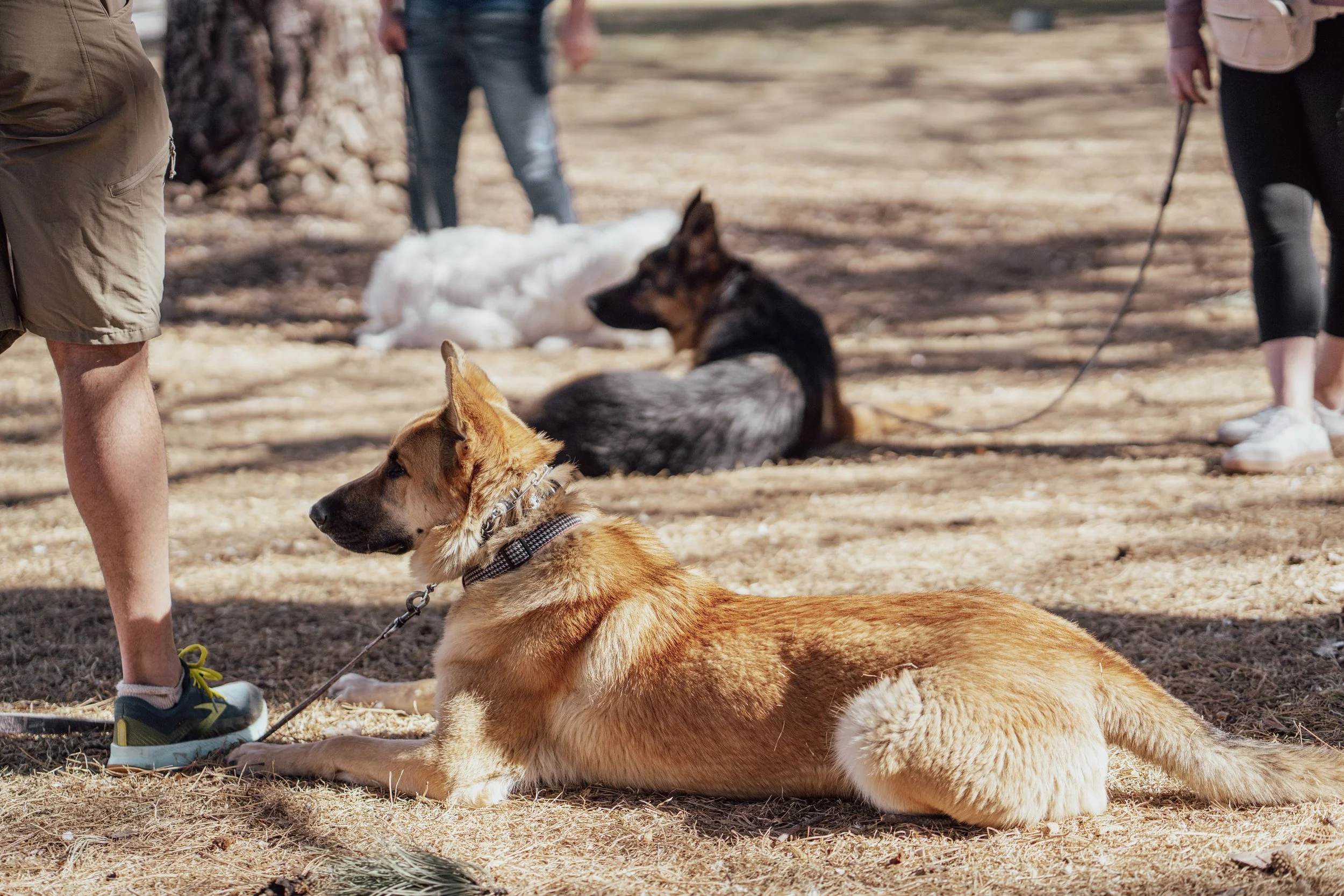 Group dog training class with multiple dogs working on obedience around distractions