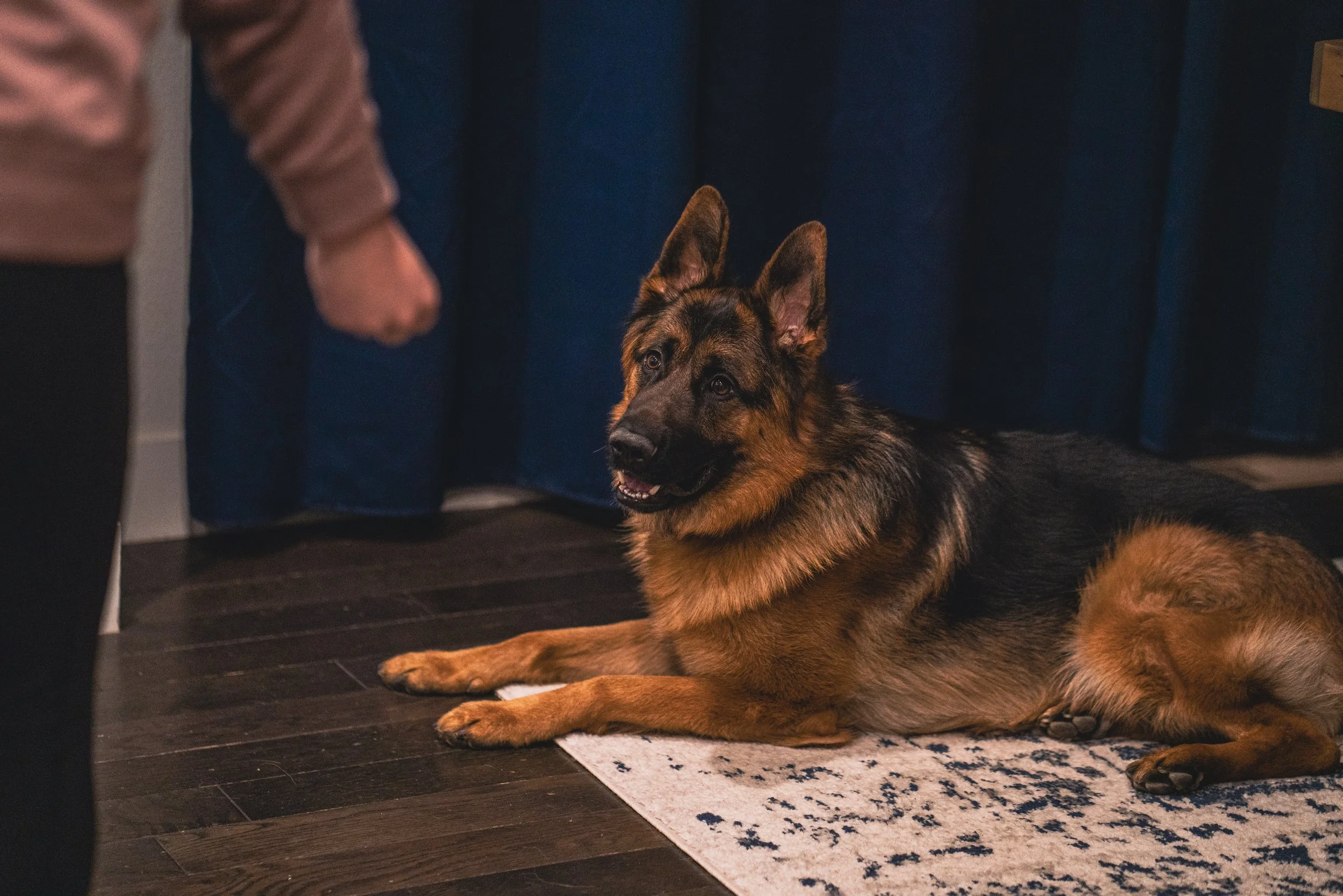 Board and train program with German Shepherd working on indoor obedience.