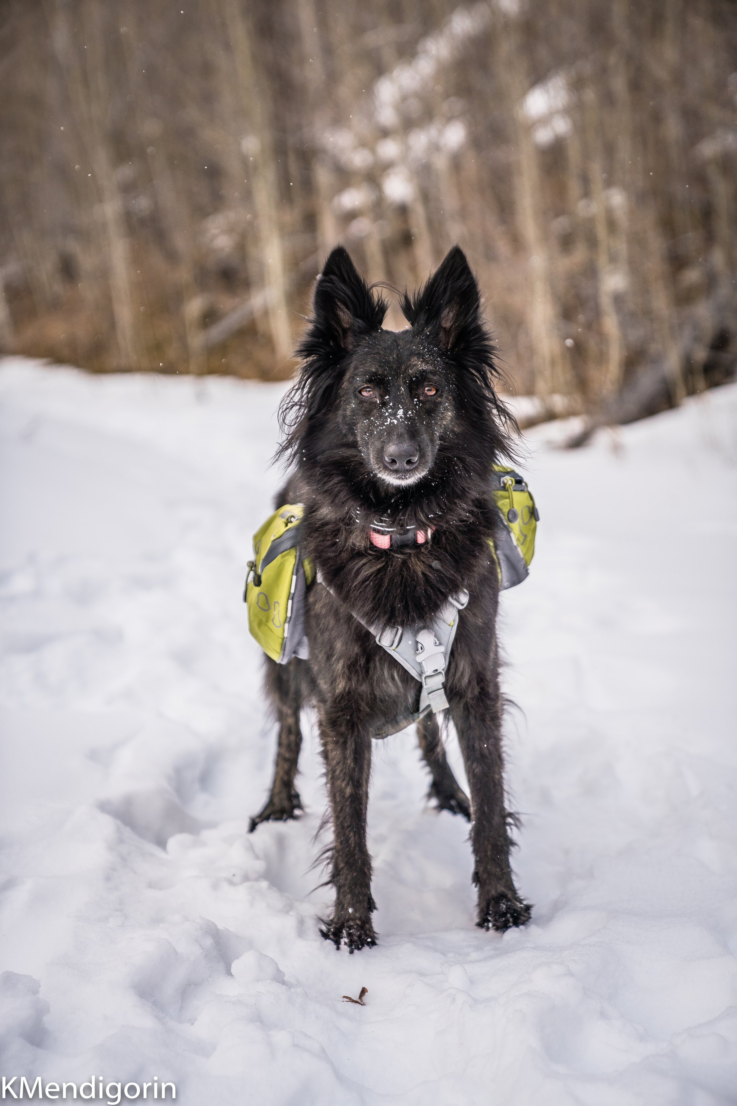 All-weather dog walking service in Greeley, CO featuring a dog in harness and backpack during a structured monthly membership walk