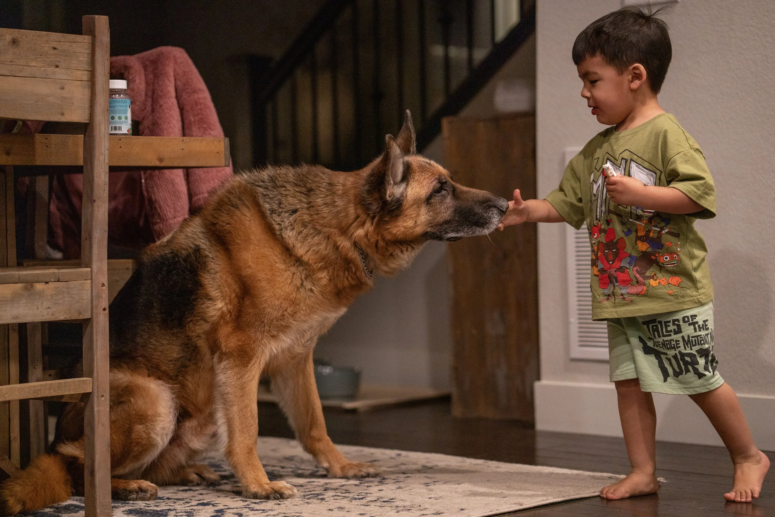 Professional overnight dog boarding in Greeley, Colorado featuring a calm, family-safe German Shepherd interacting gently with a child in a home environment.