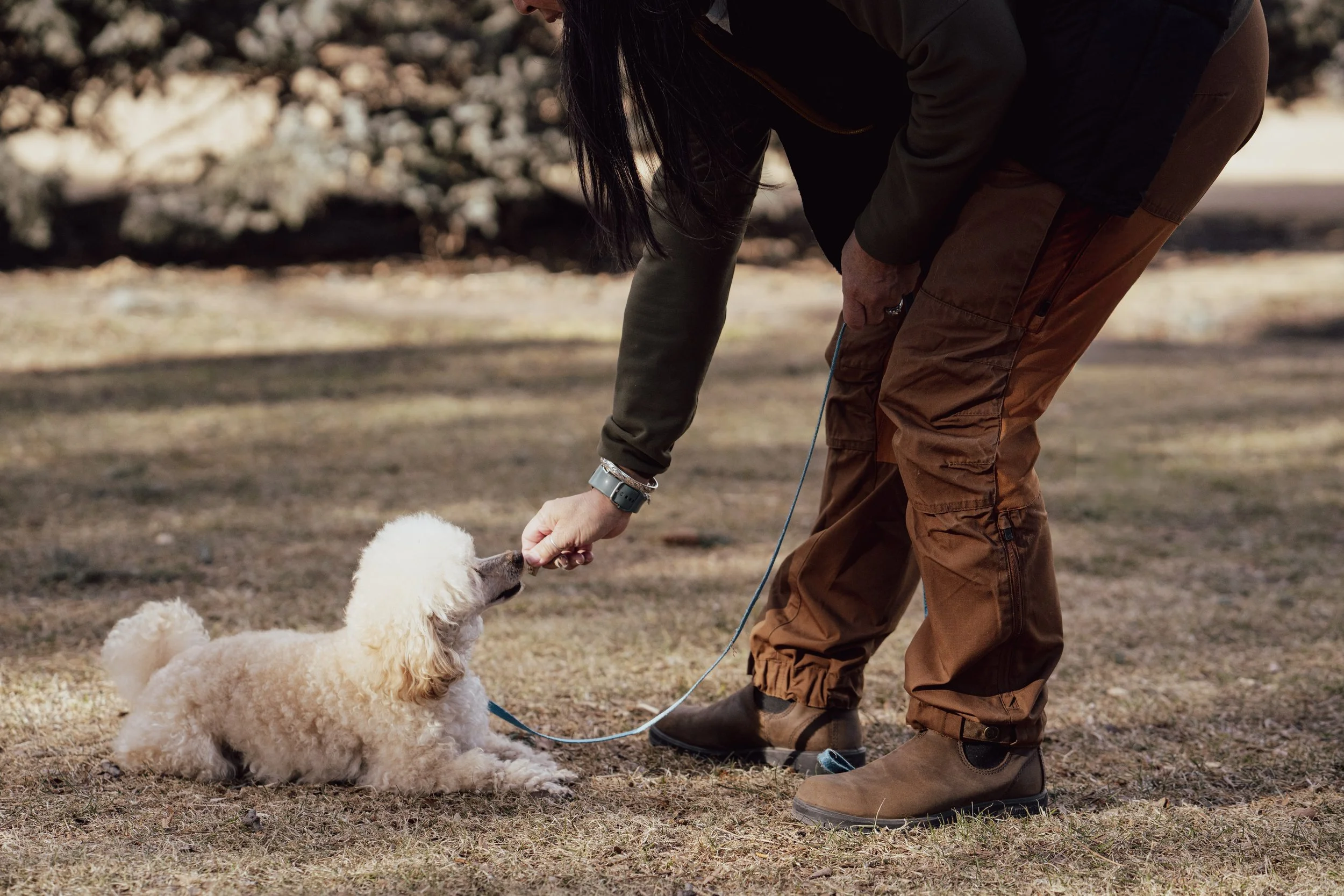Private dog training lesson teaching down command with positive reinforcement techniques