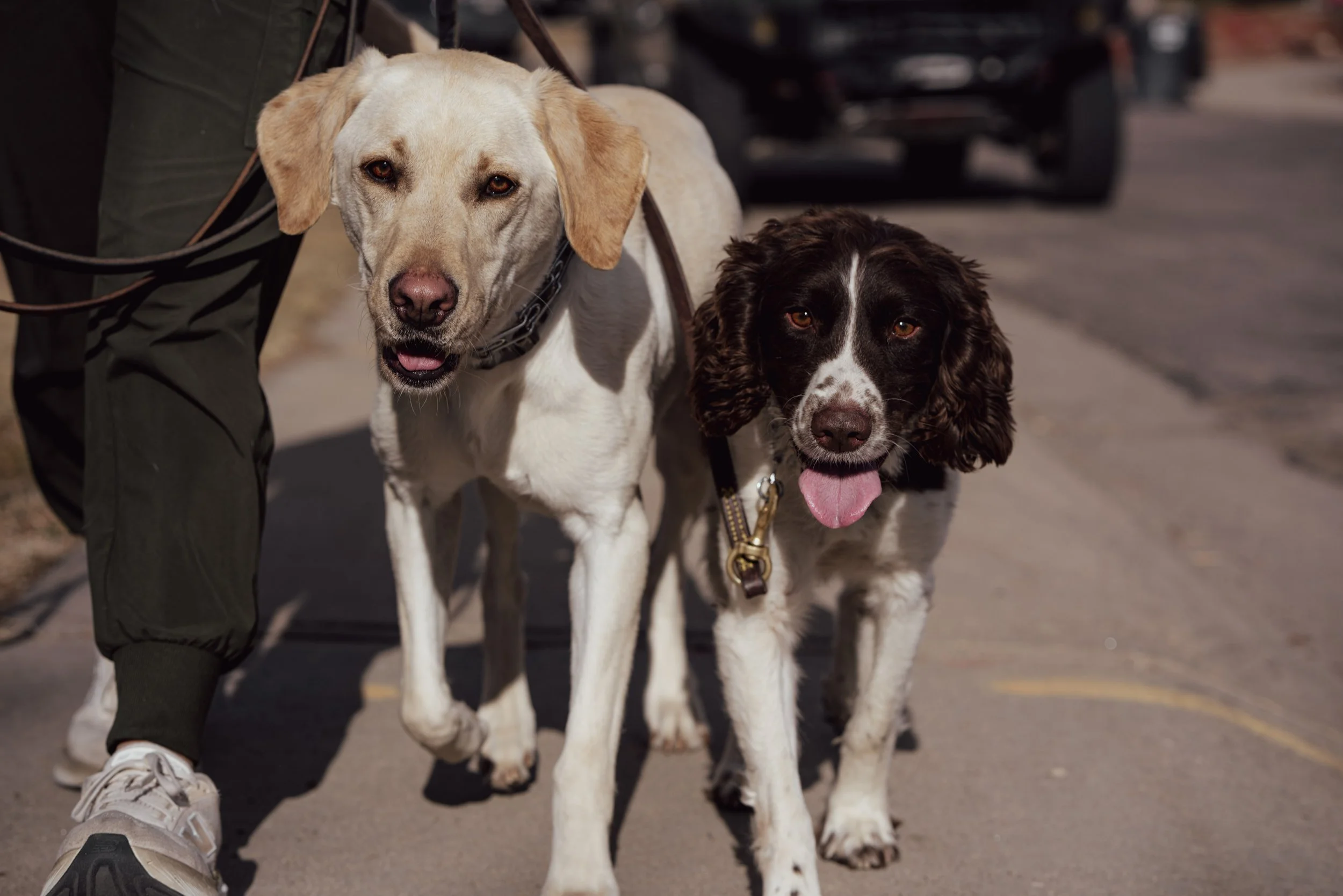 Dog trainer walking a Labrador and spaniel during training session in Greeley, CO.