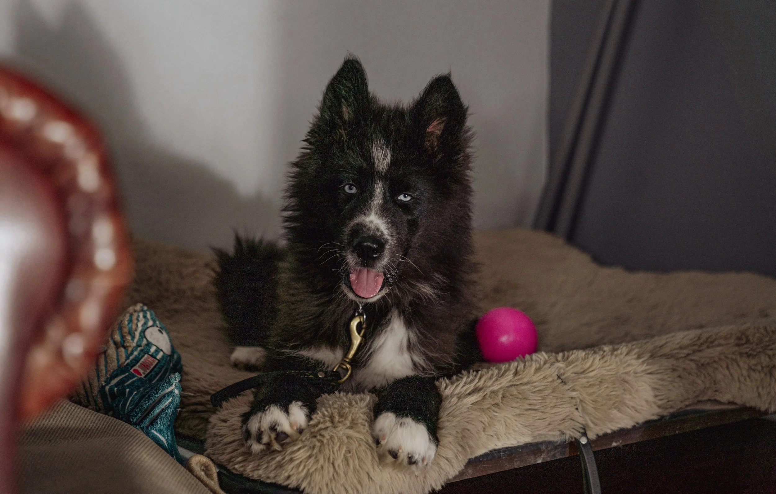 owner training dog with positive reinforcement and chew toy