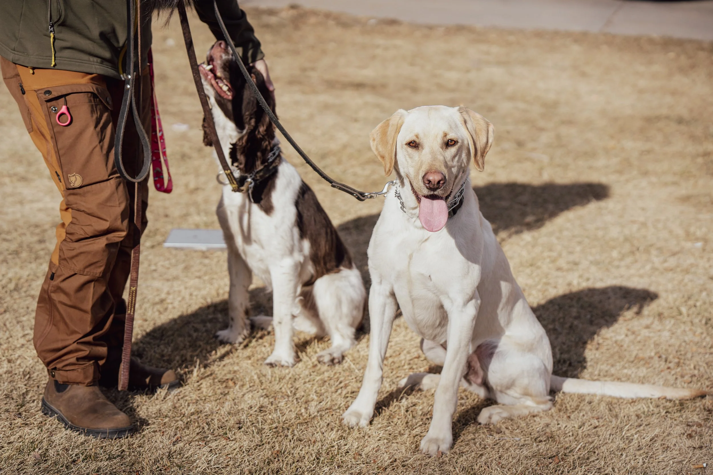 Dogs practicing calm leash manners in structured walking club in Greeley, Colorado