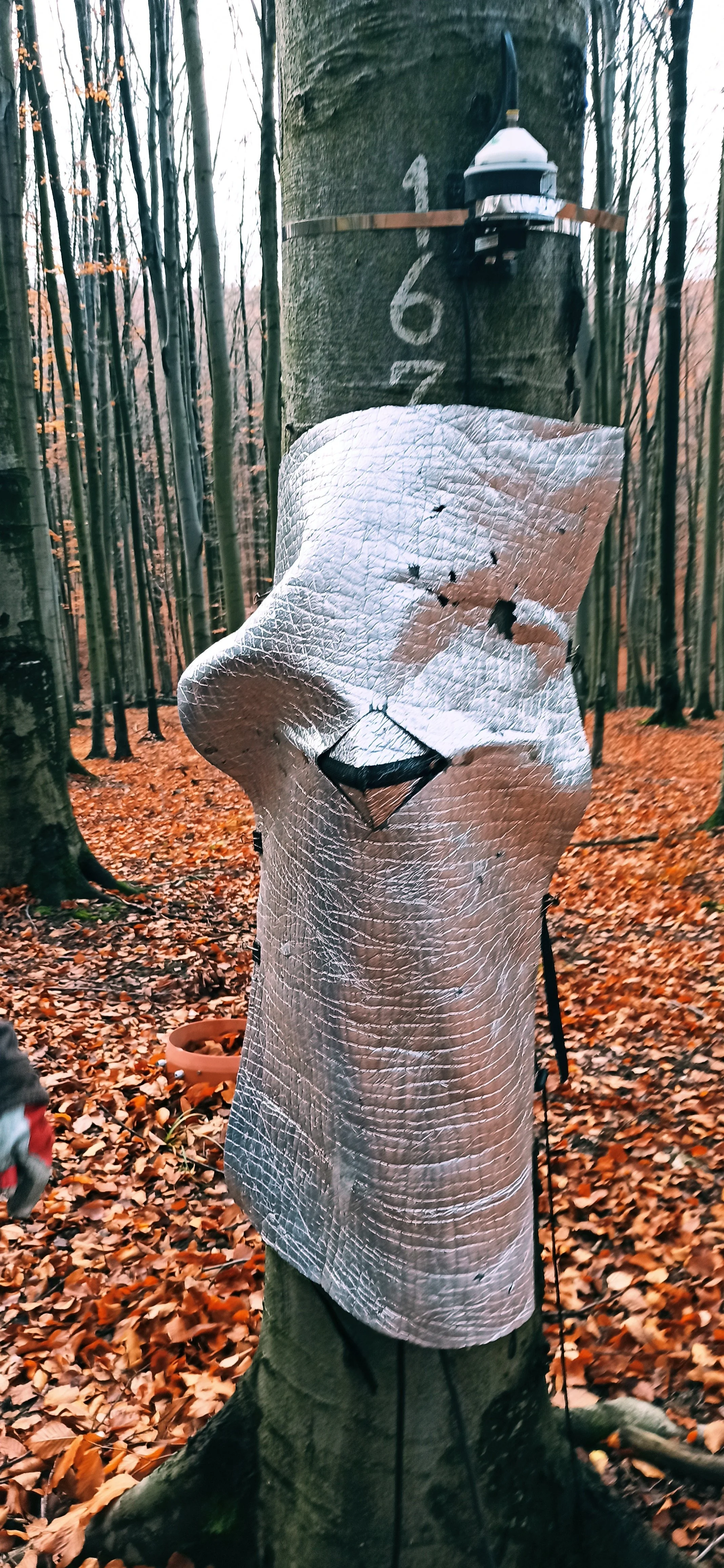 Tree with a dendrometer and sap-flow sensor covered with reflective material, in a beech forest with fallen leaves.