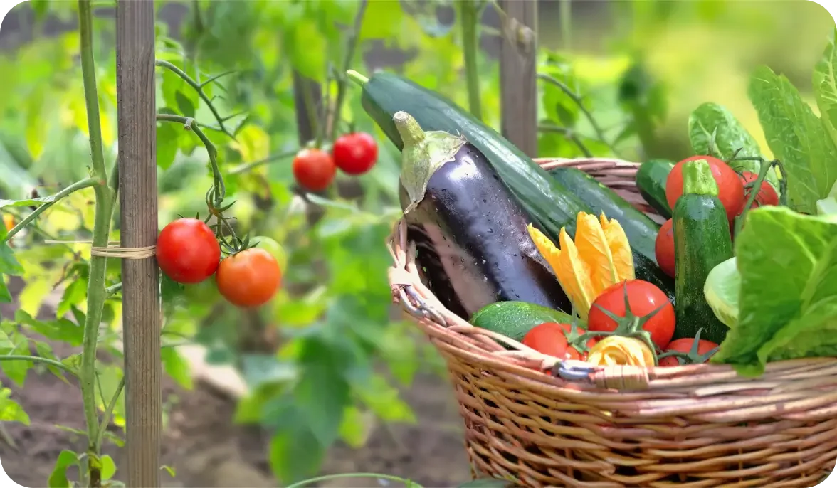 A basket of freshly picked vegetables including zucchini, eggplant, and yellow bell peppers, with some cherry tomatoes, placed outdoors near a tomato plant.