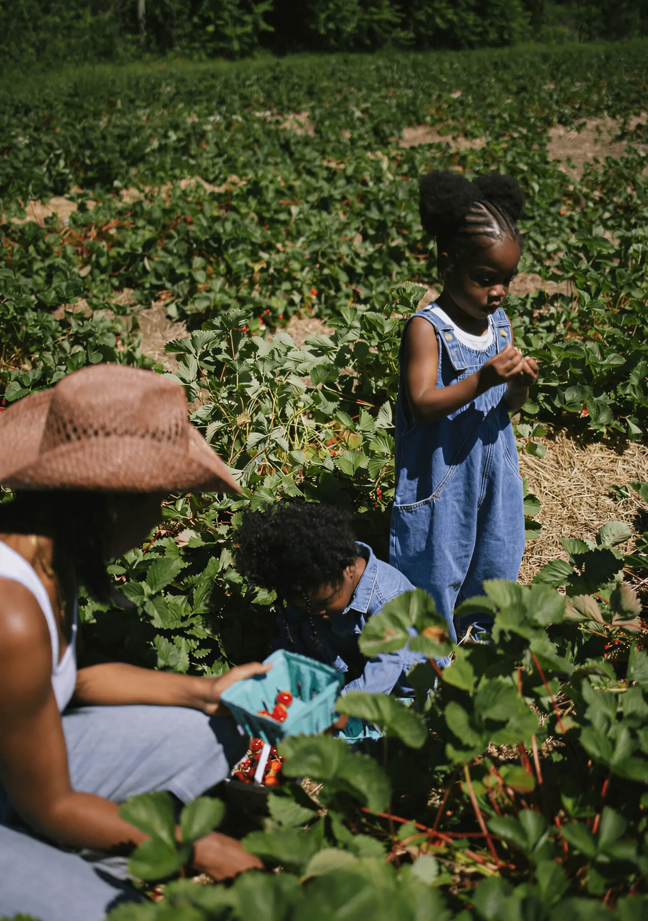 A woman and two children picking strawberries in a field. The woman is wearing a wide-brimmed hat, while the girl standing is dressed in a denim jumpsuit, and a boy crouching is in denim jacket. They are collecting red strawberries with a teal basket.