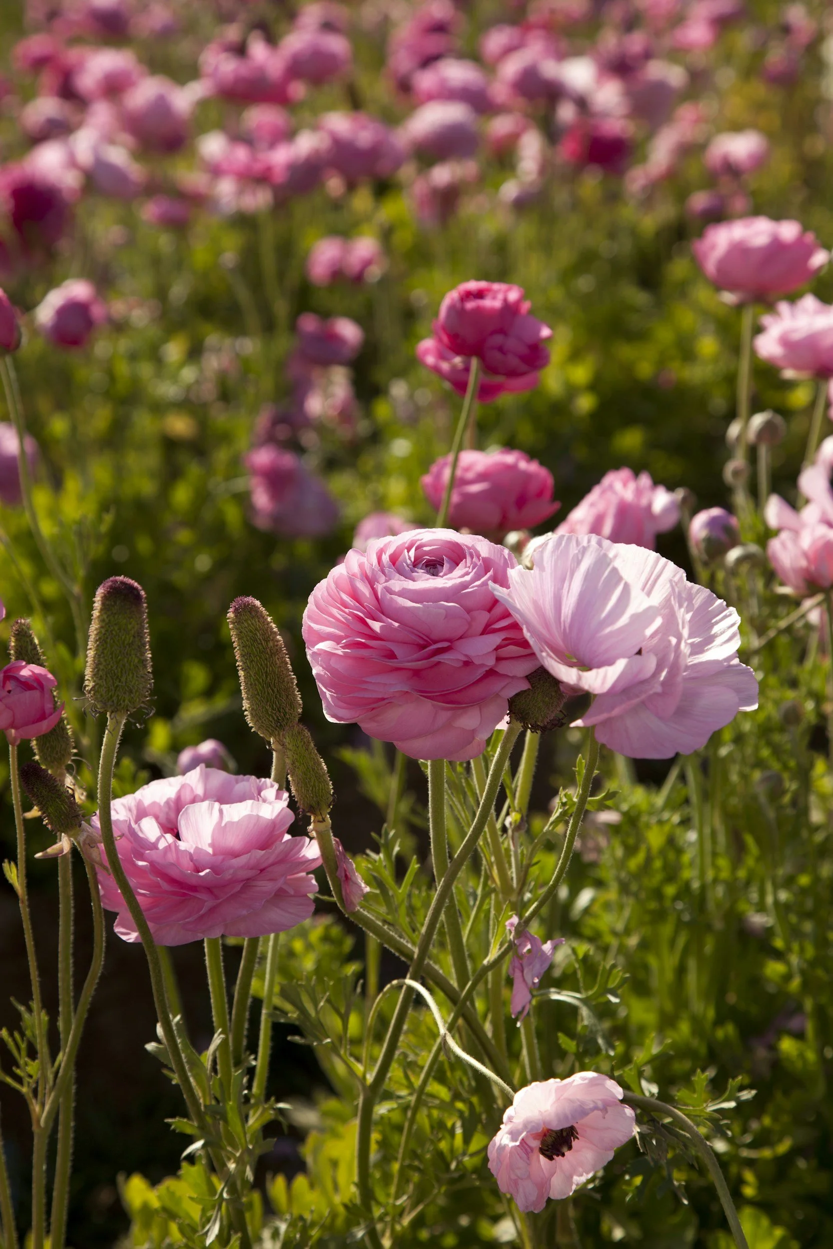 A vibrant bouquet of pink flowers with blurred pink blooms in the background under sunlight.