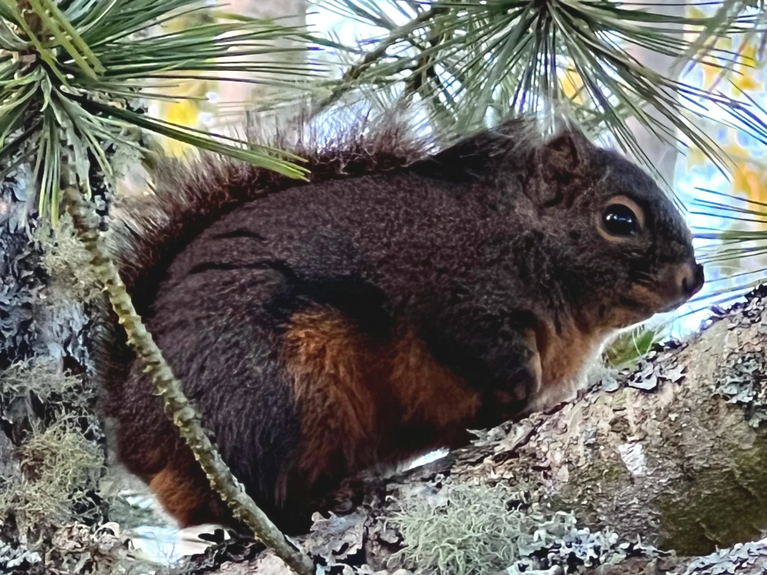 Meet the Farm &amp; Forest Animals (ages 4-6)