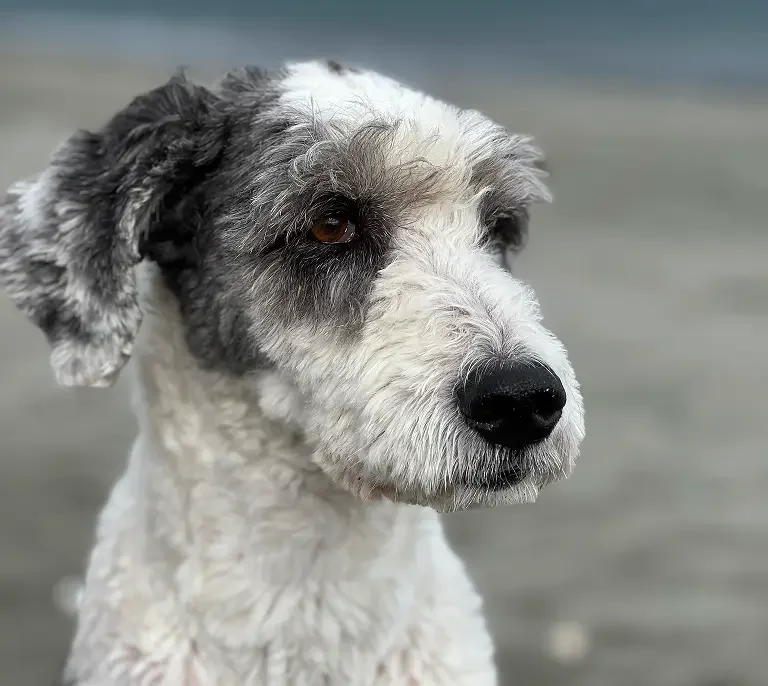 Close-up of a dog with a mainly white coat, black and gray patches, and expressive eyes, looking to the side.