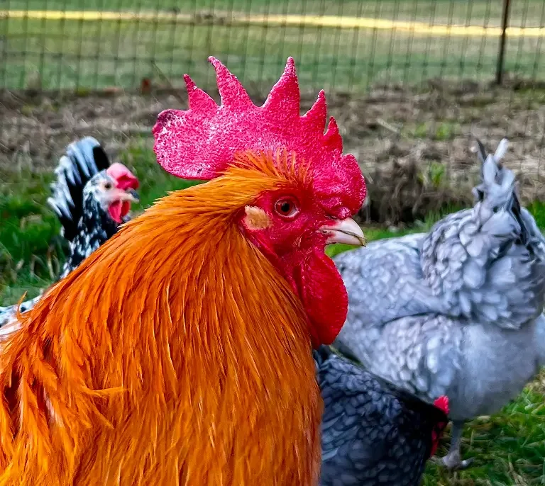 Close-up of a rooster with bright orange feathers and a large red comb, with other chickens in the background in a farm setting.