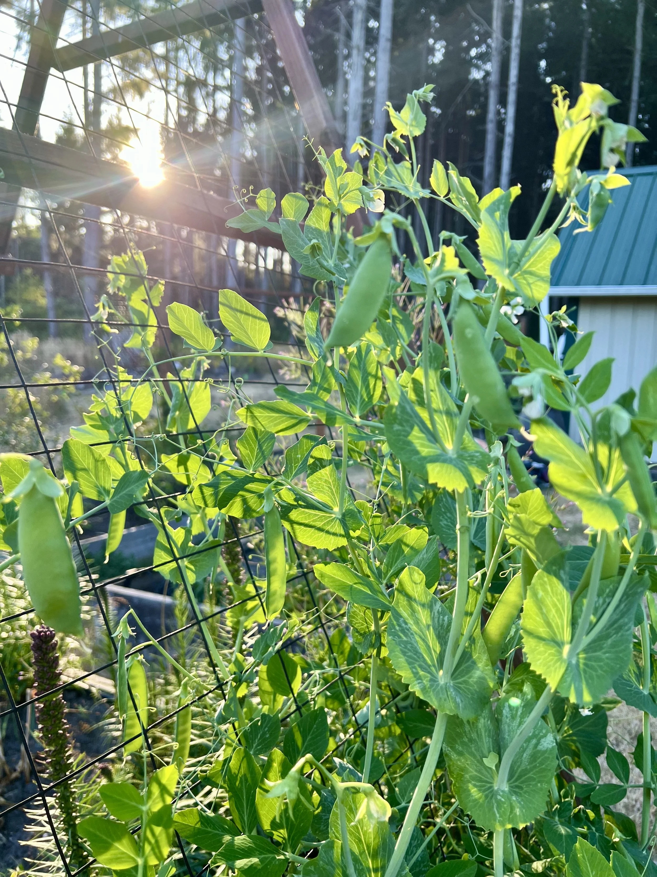 Close-up of green pea plants growing on a trellis with sunlight shining through.