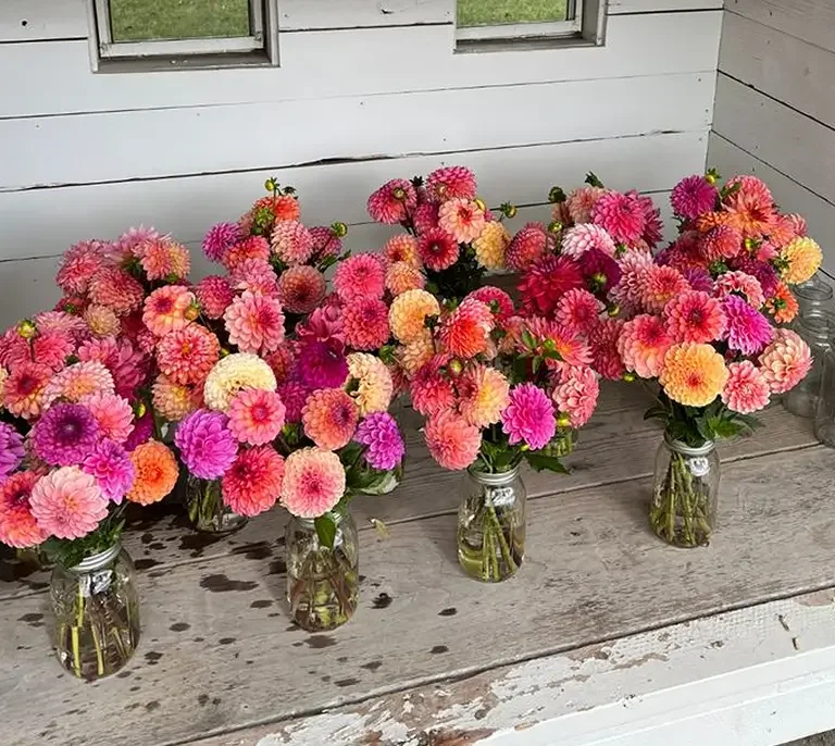 Six mason jars filled with pink, orange, yellow, and purple dahlias on a weathered wooden surface in front of a white-washed wall with small windows.