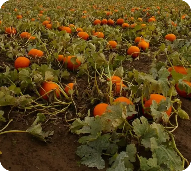 A field of orange pumpkins growing in the soil.