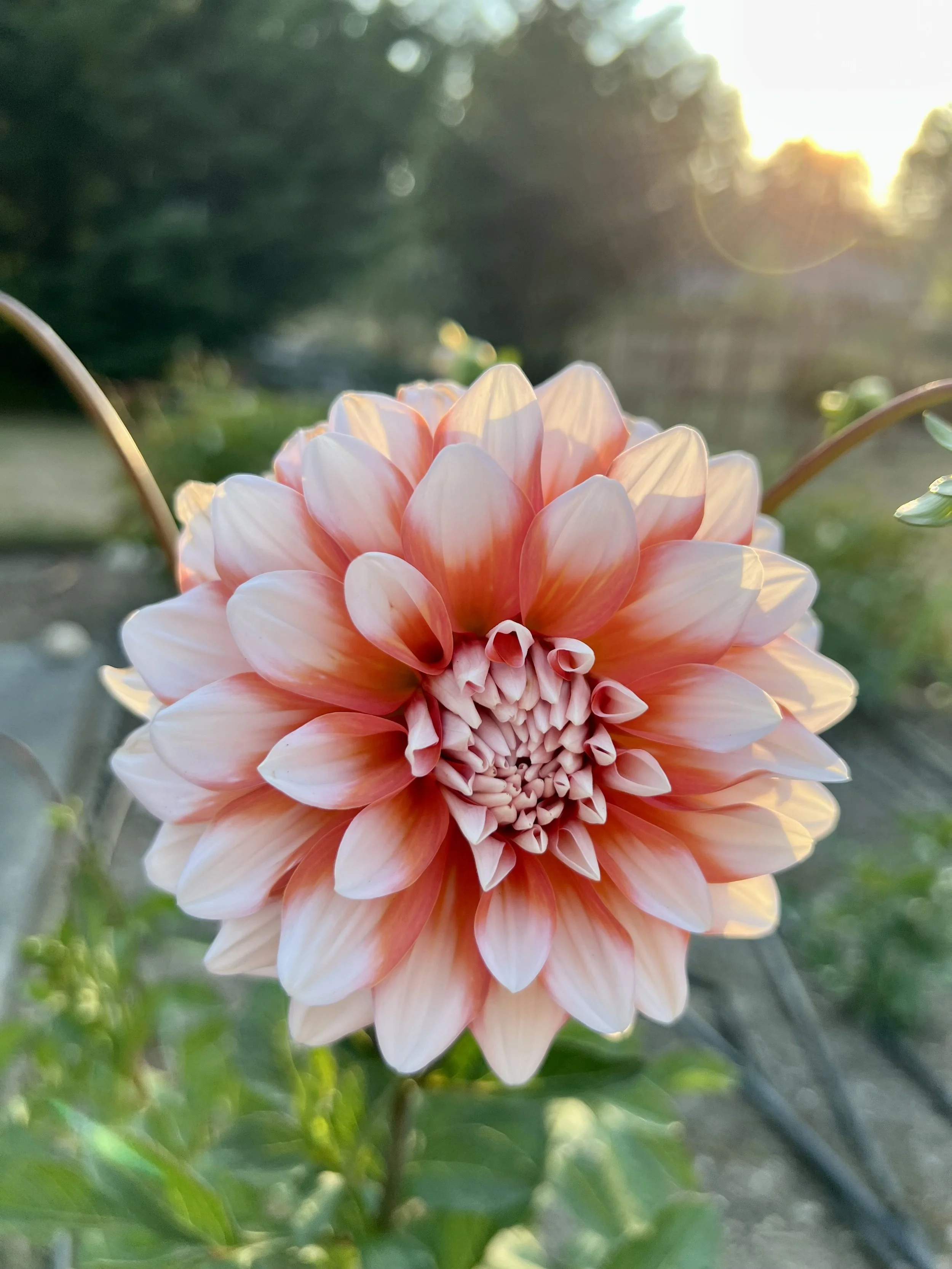Close-up of a pink and white dahlia flower in bloom, with sunlight in the background.
