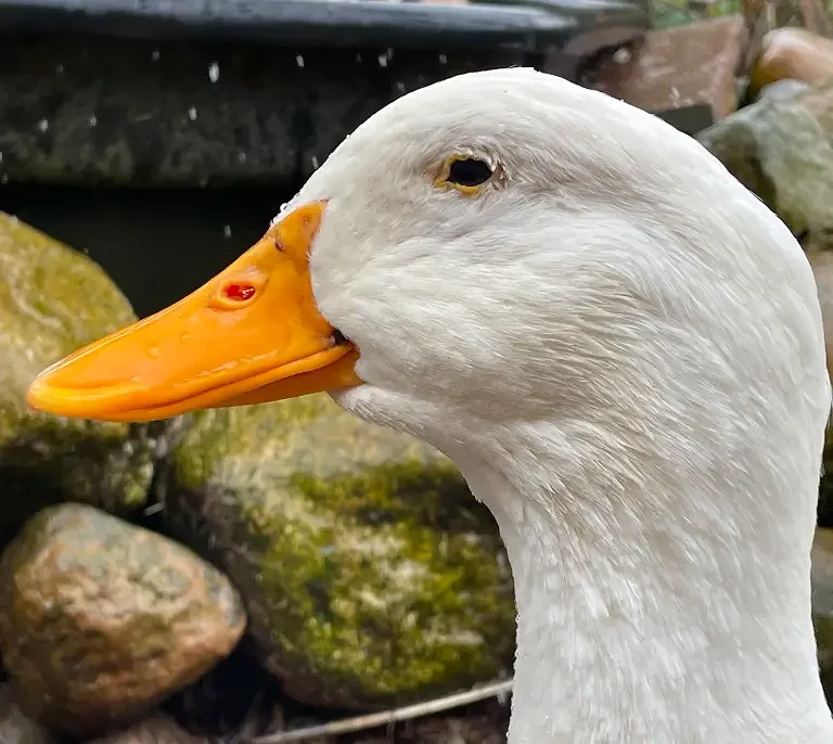 Close-up of a white duck's head with an orange bill, outdoors among rocks.