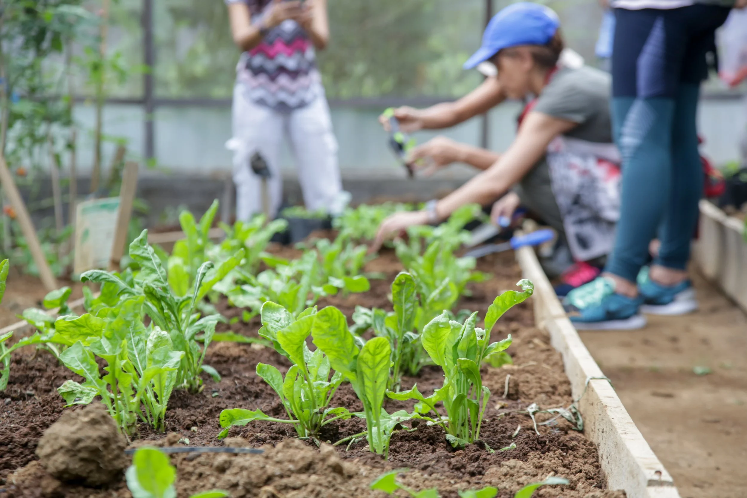 Children and adults working together in a garden, planting and tending to green leafy vegetables in a raised bed.