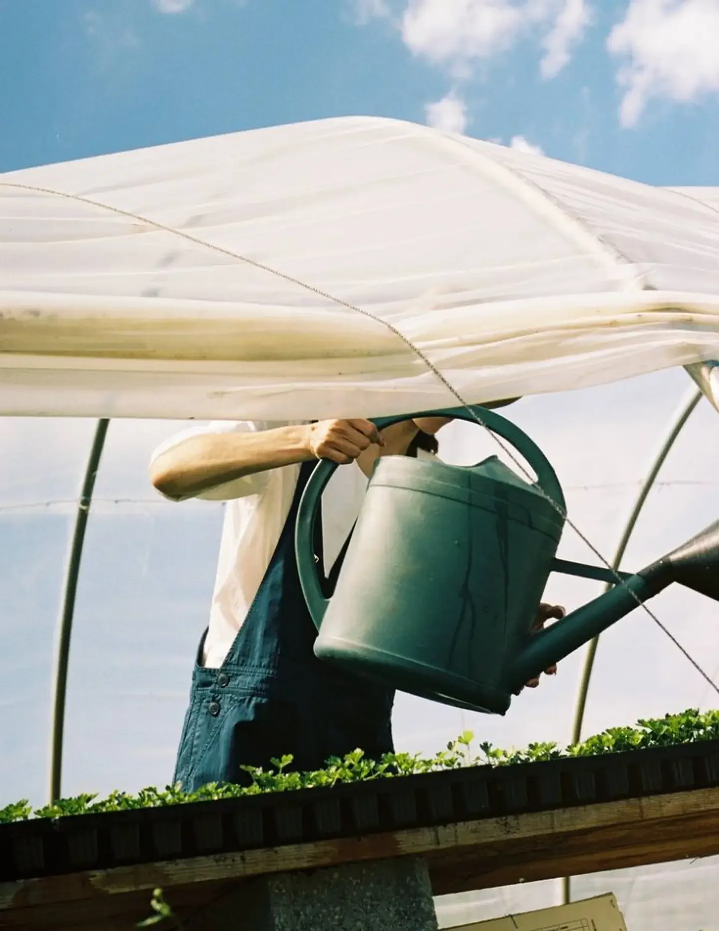 Person watering plants in a greenhouse with a watering can