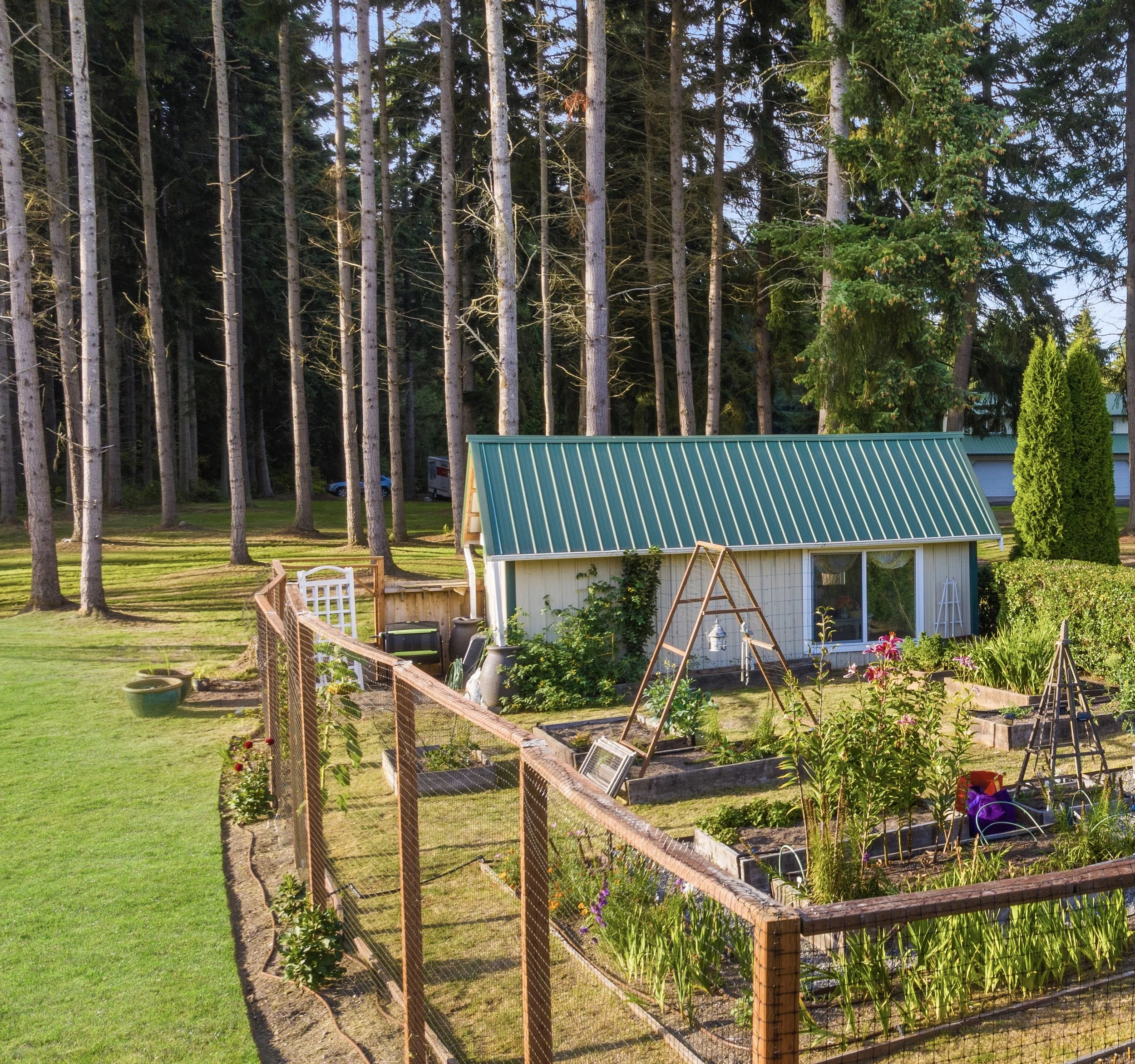 A backyard garden with a shed, raised garden beds, a trellis, and growing plants. Tall trees are in the background, and a fence surrounds part of the garden.