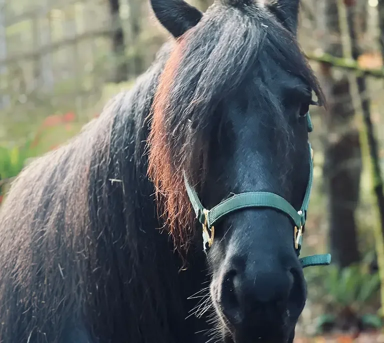 Close-up of a black horse with a brown stripe in its mane, wearing a green halter in a natural outdoor setting.