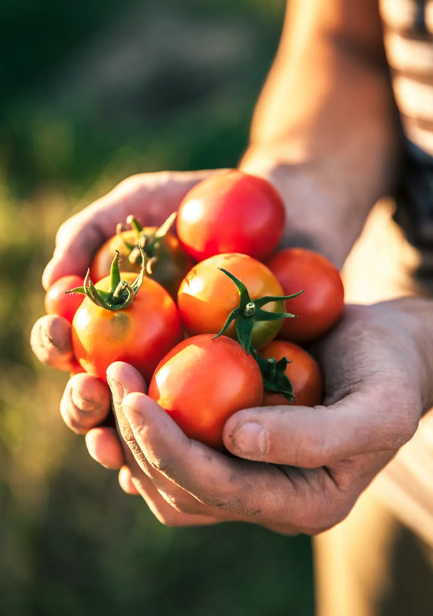 A person's hands holding a bunch of ripe tomatoes, with a blurred background of greenery and sunlight.