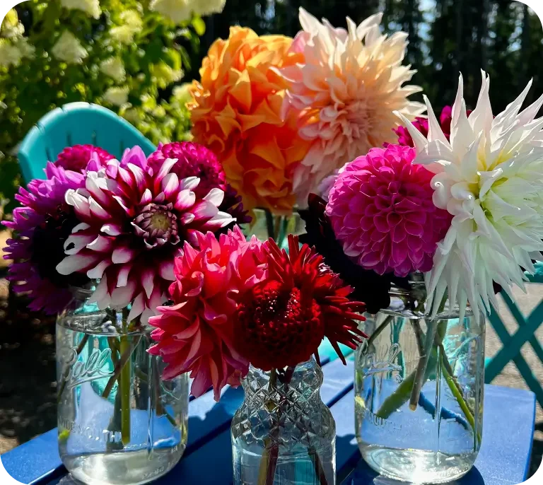 Colorful floral arrangement in glass jars on a blue outdoor table, with various types of flowers including dahlias and peonies in vibrant pink, orange, and white.
