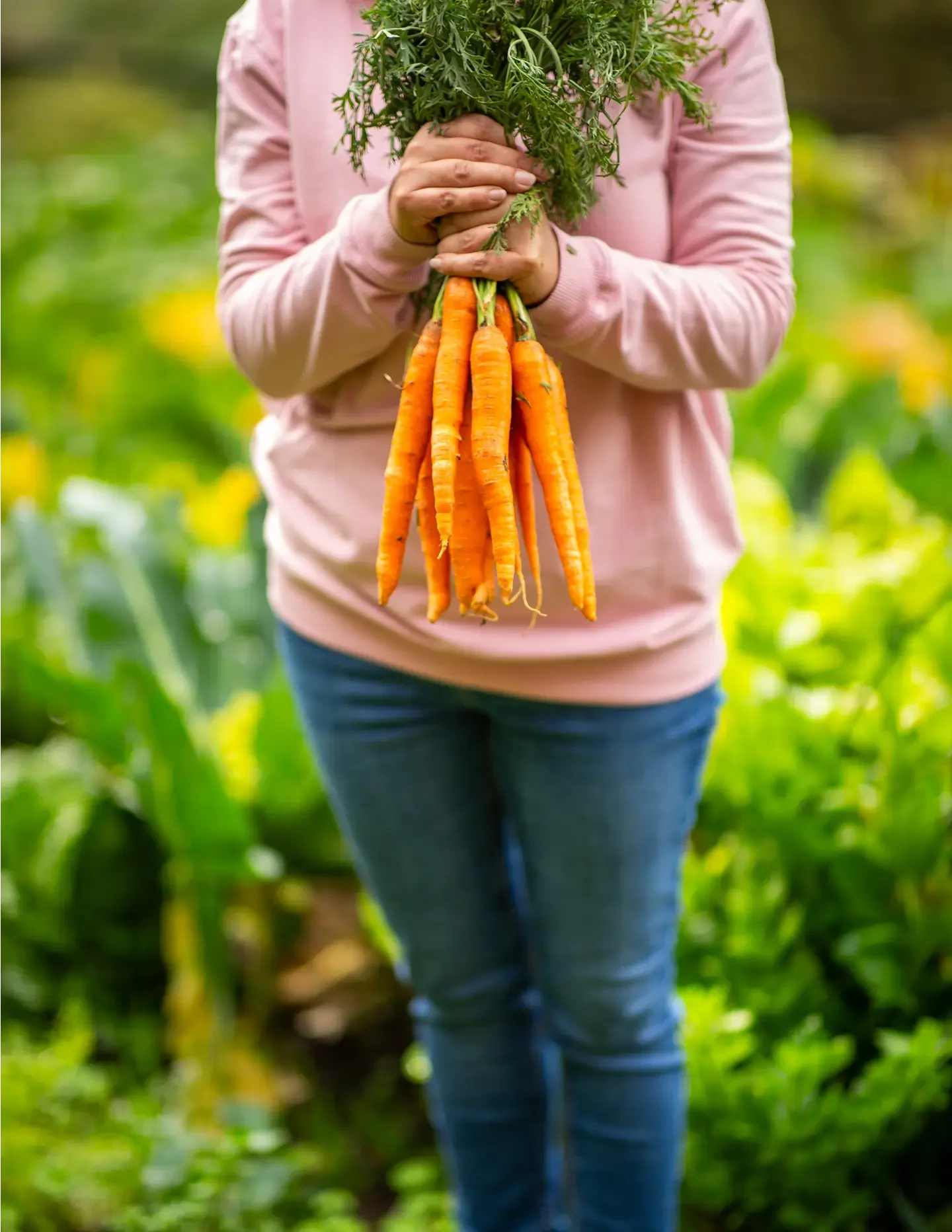 Person in pink sweater holding a bunch of freshly picked carrots in a garden.