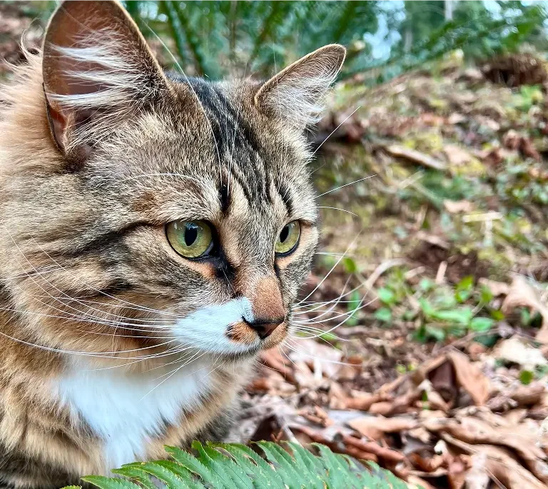 Close-up of a tabby cat with green eyes outdoors among fallen leaves and green plants.