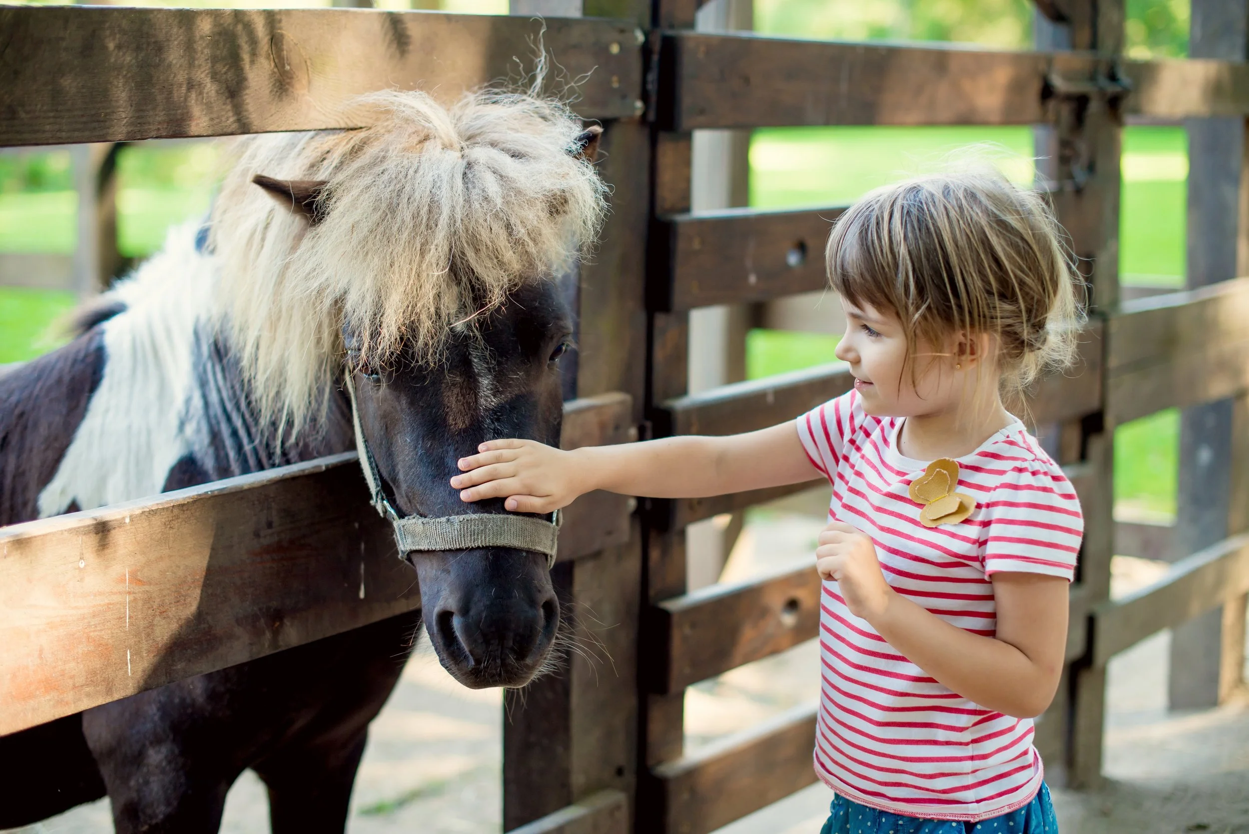 A young girl petting a small black and white pony through a wooden fence.