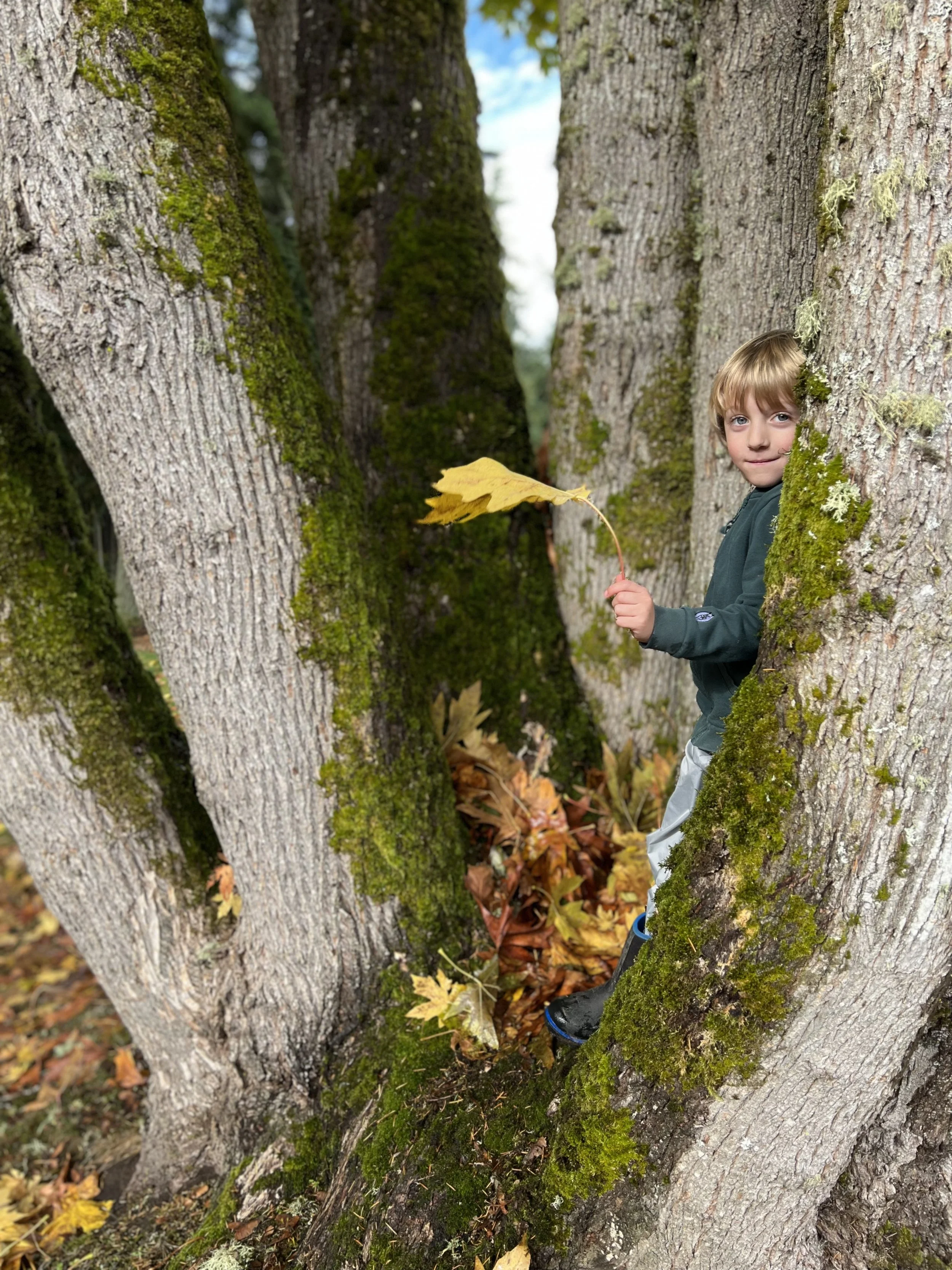 A young boy standing in a tree with moss-covered branches, holding a yellow leaf and surrounded by fallen autumn leaves.