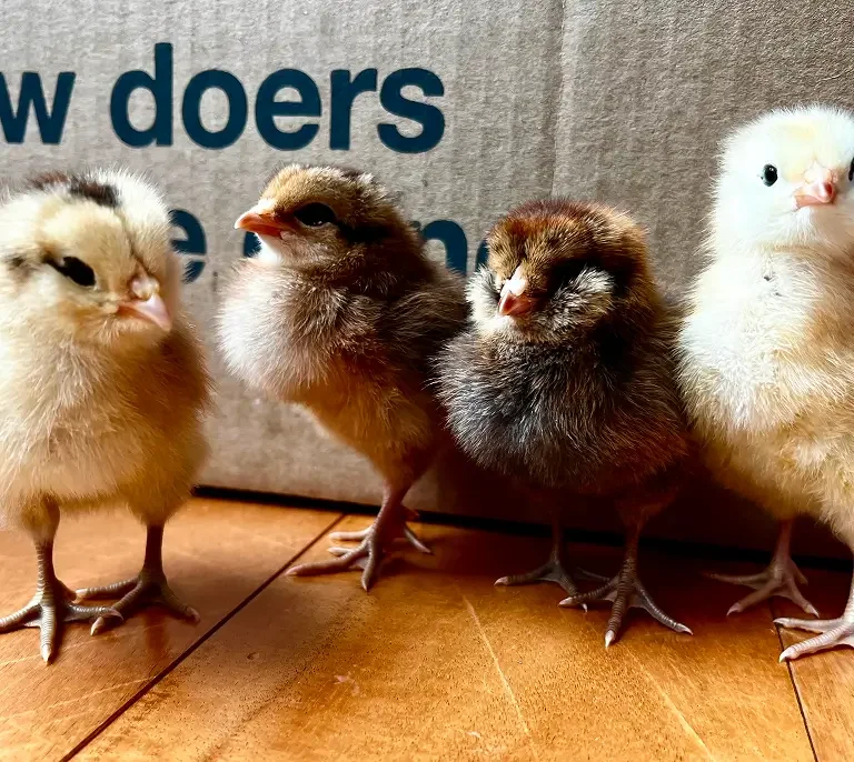 Four newly hatched chicks standing on a wooden surface against a gray background with partial text visible, one chick is yellow and fluffy, two are darker brown and fluffy, one is mostly white with some black markings.