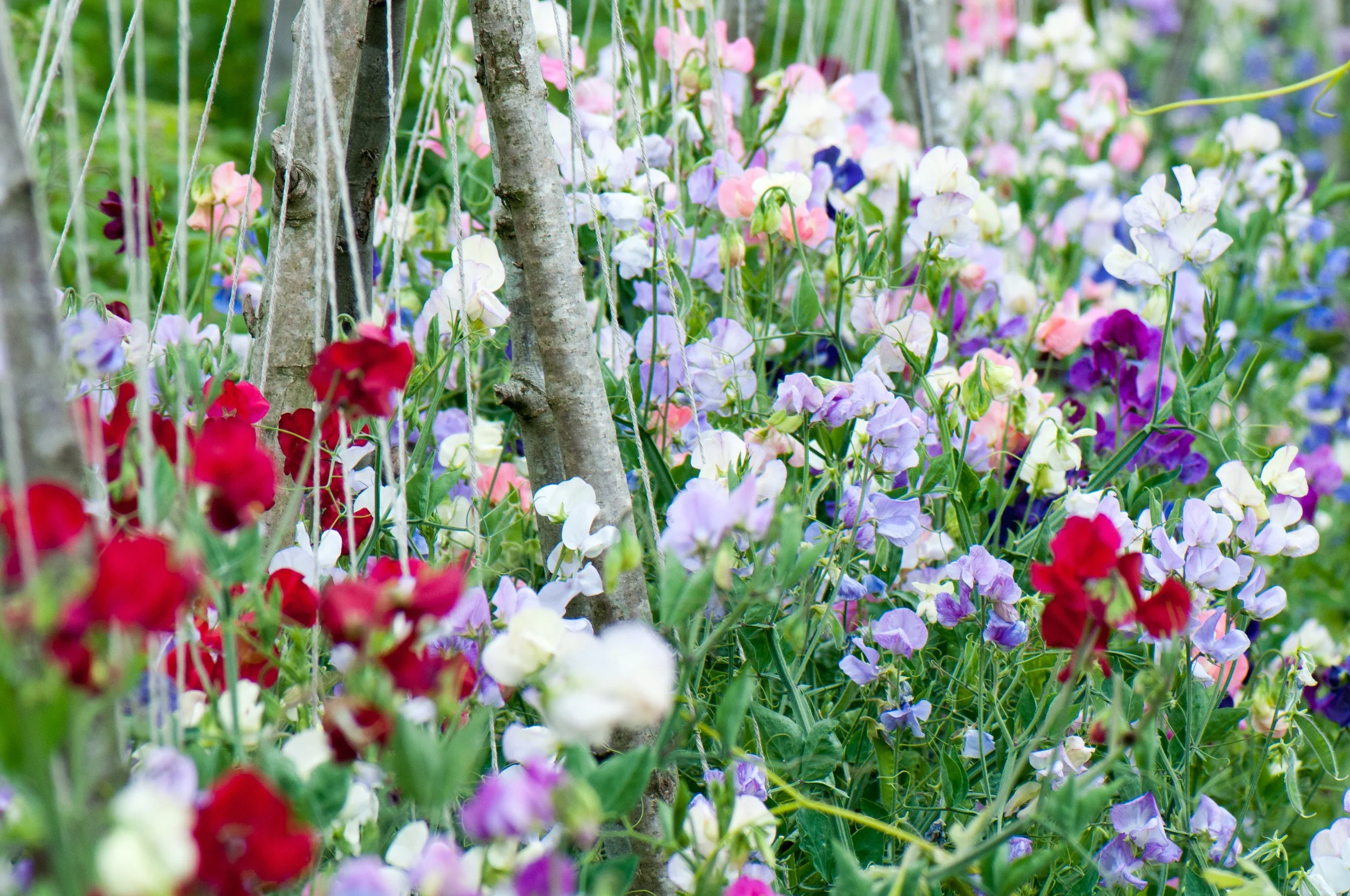 Colorful flowers in a garden with some wooden support stakes and green leaves.