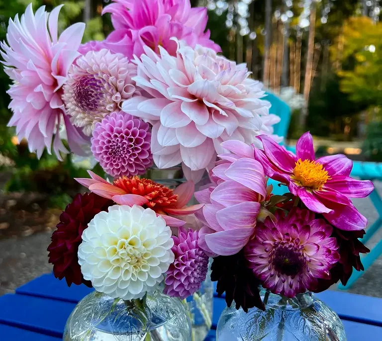 Colorful bouquet of dahlias and cosmos flowers in glass vases on blue table outdoors.