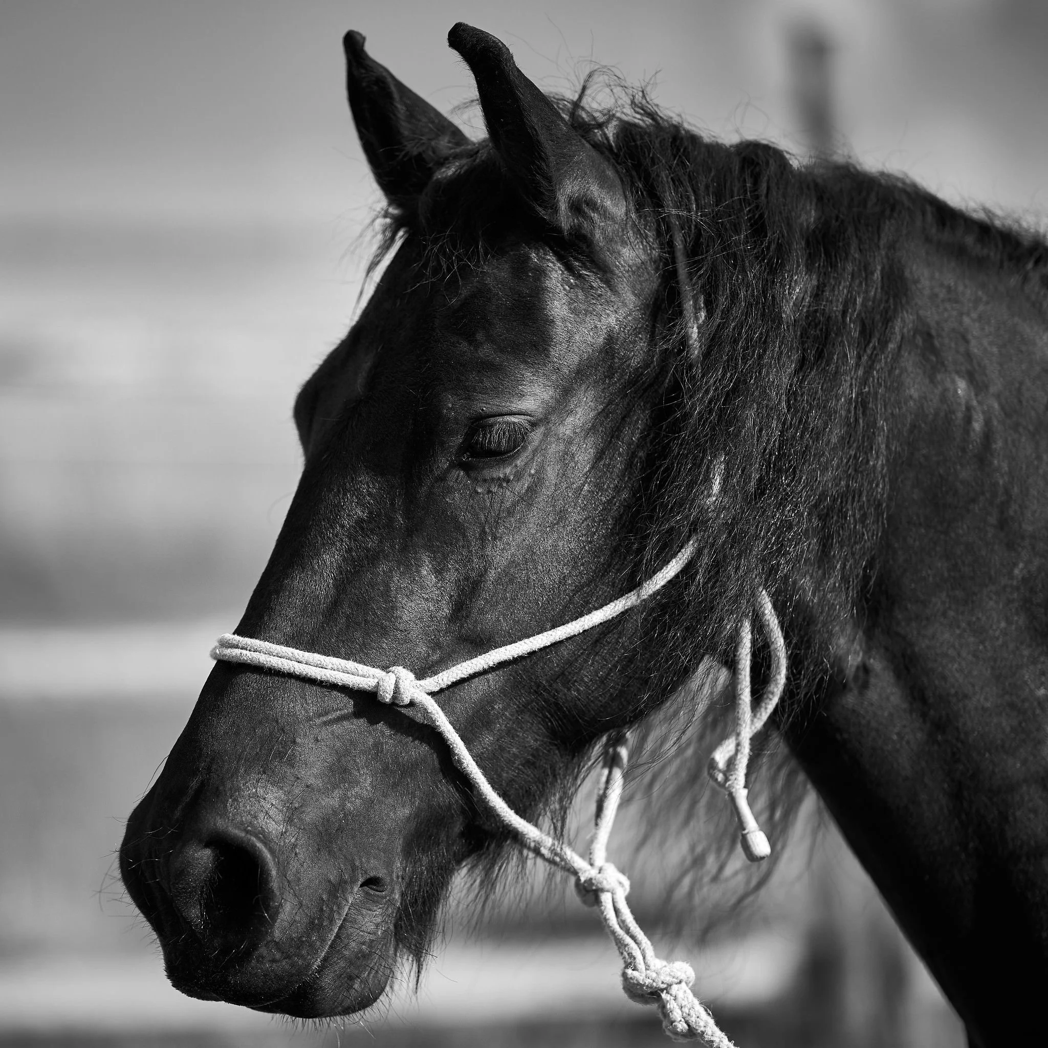 Close-up black and white photo of a horse's head with a white halter, showing details of its mane and facial features.