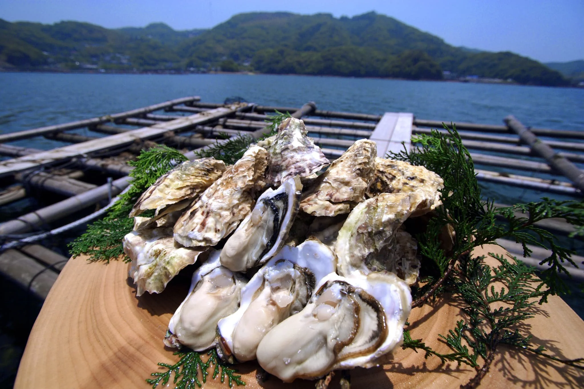 Kujukushima Oyster Culture 
