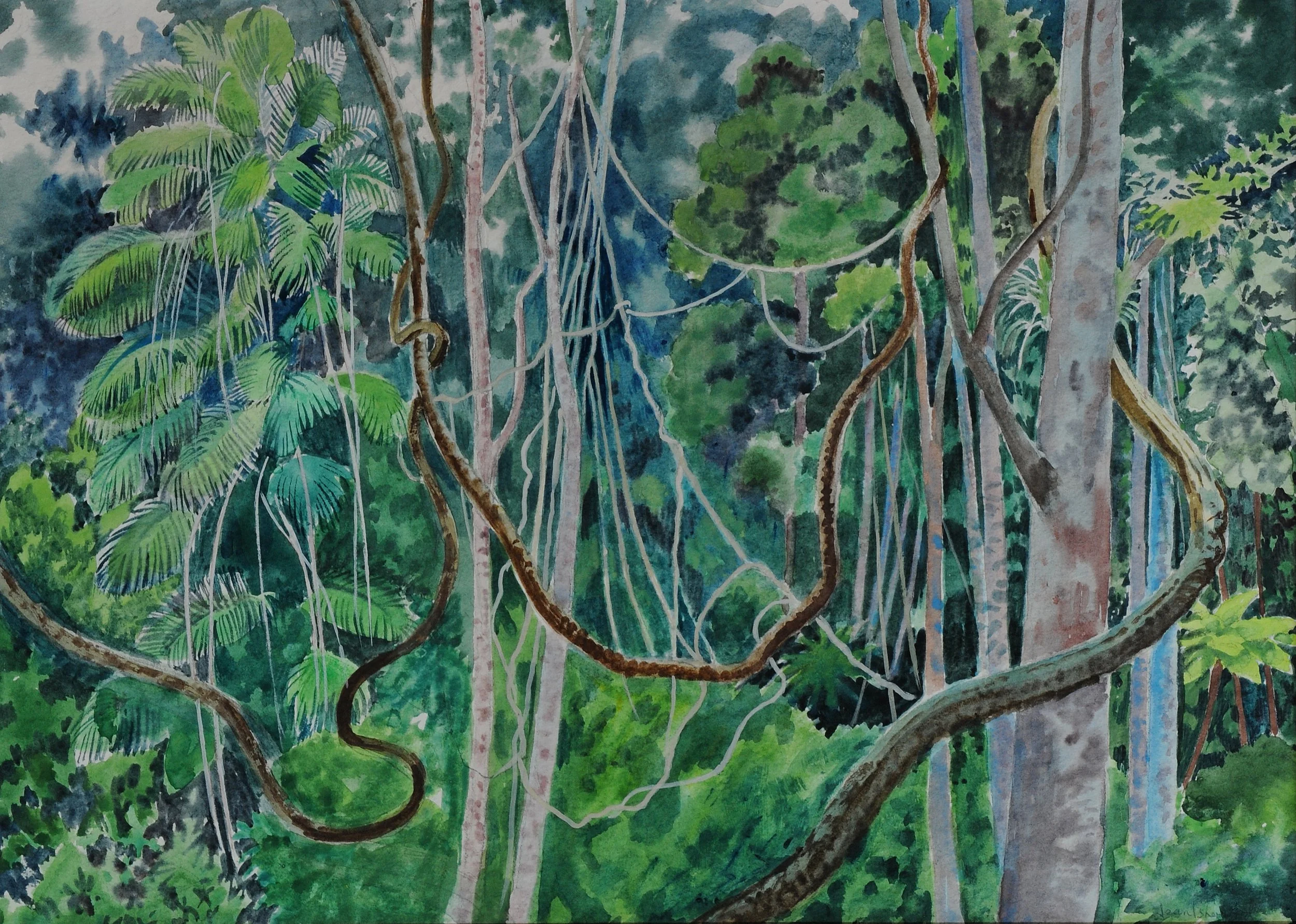 "Lithe lianas coil" – composition – rainforests