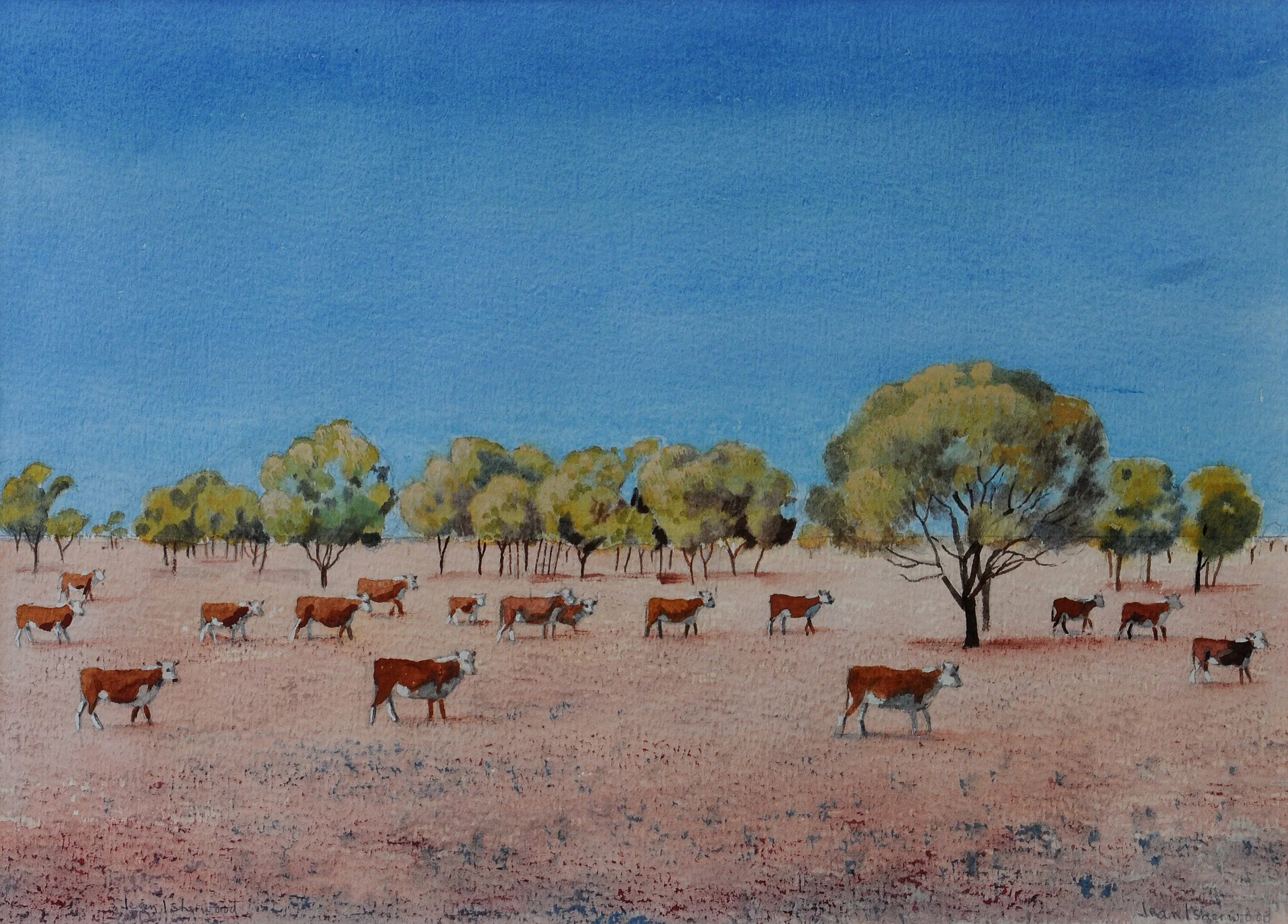 "Her pitiless blue sky" – drought year, Narrandera/ West Wyalong, far western NSW