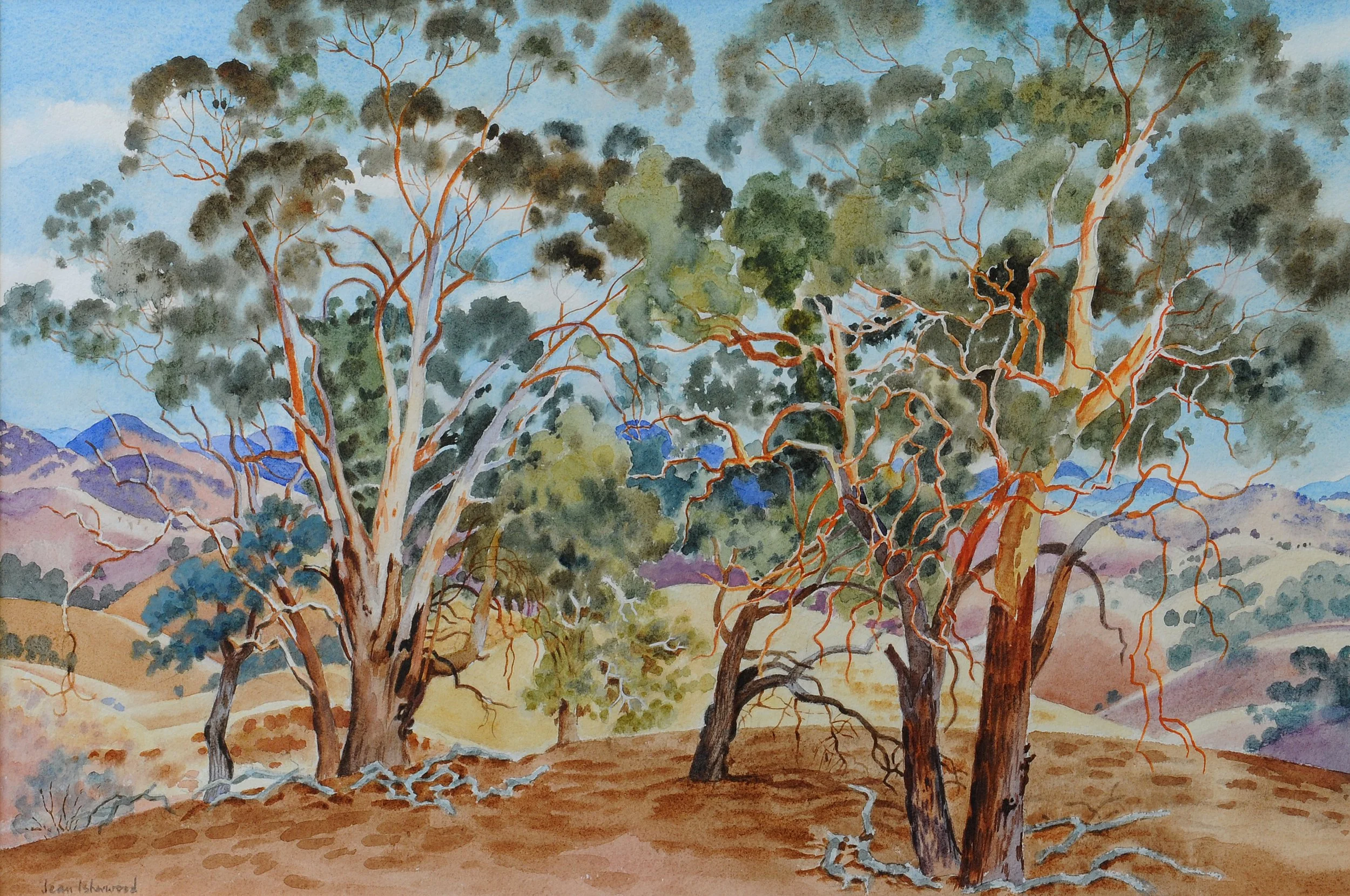 "Core of my Country" – gum trees beside Lake George near Canberra