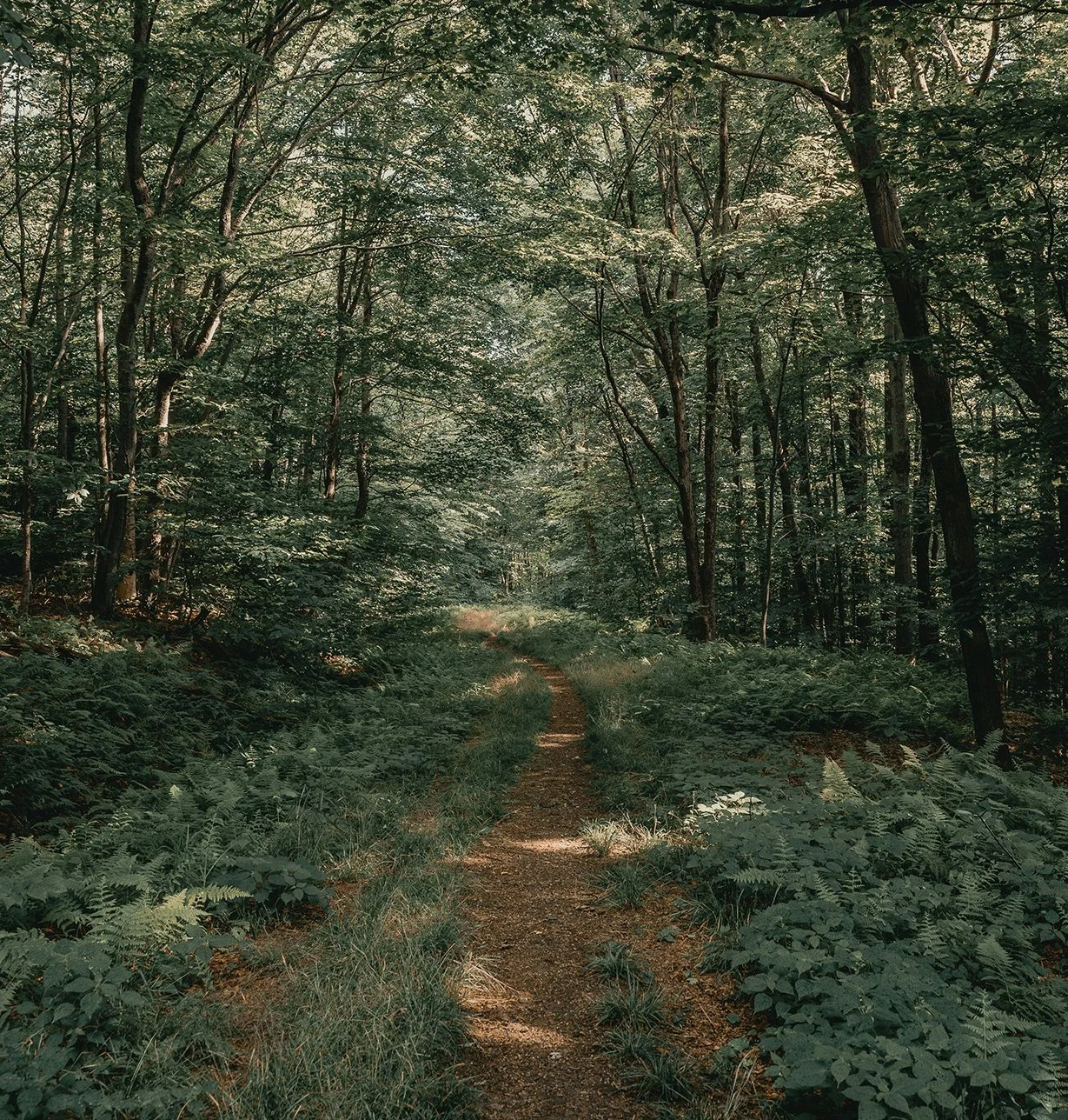 A narrow dirt trail winds through a dense green forest with tall trees and thick foliage.