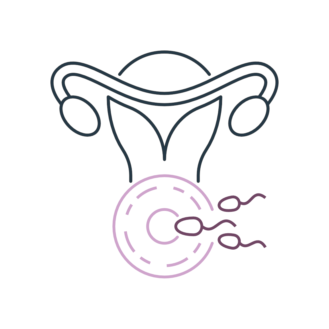 Line drawing of a female reproductive system with a sperm cell approaching an egg.