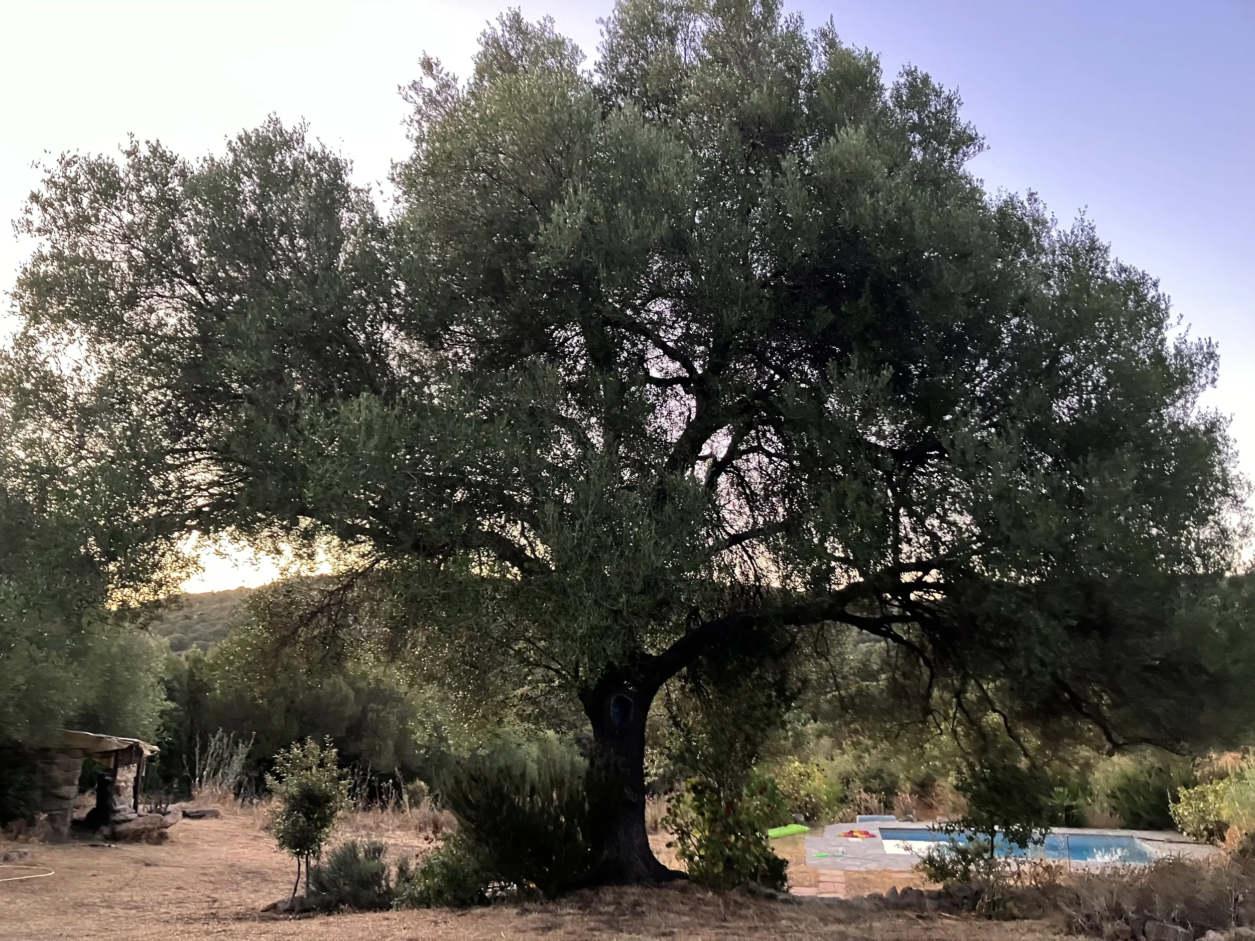 Ein großer Baum mit breiten Ästen in einer ländlichen Umgebung, im Hintergrund ein Pool und einige Sonnenschirme, bei Sonnenuntergang o.ä.