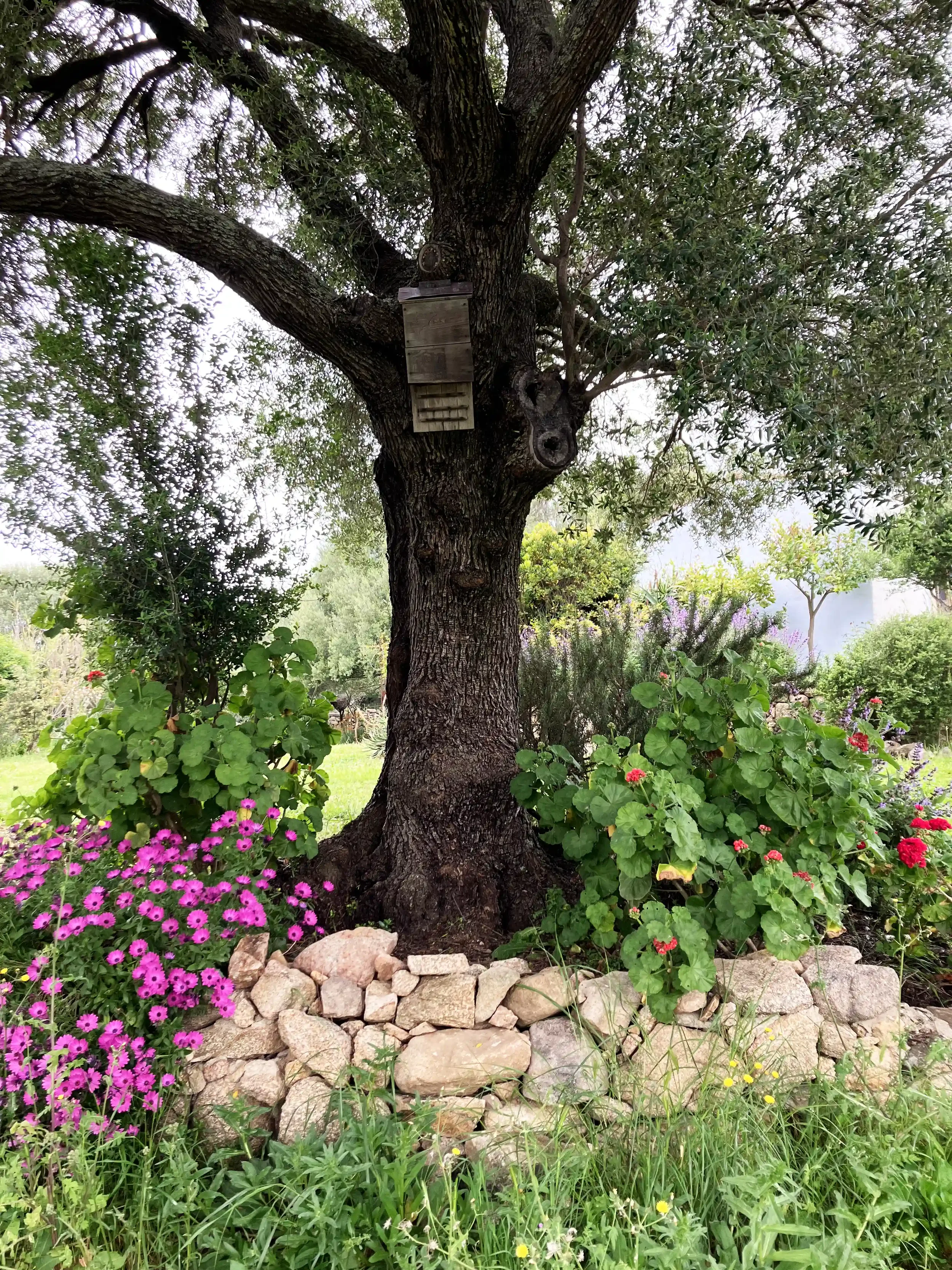 Ein alter Baum mit einer Nistbox an einem sonnigen Tag, umgeben von bunten Blumen und grünem Gras im Garten.