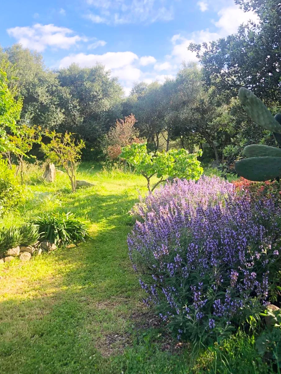Ein sonniger Gartenweg umgeben von grünen Büschen und Blumen, mit Bäumen im Hintergrund und einem blauen Himmel mit einigen Wolken.