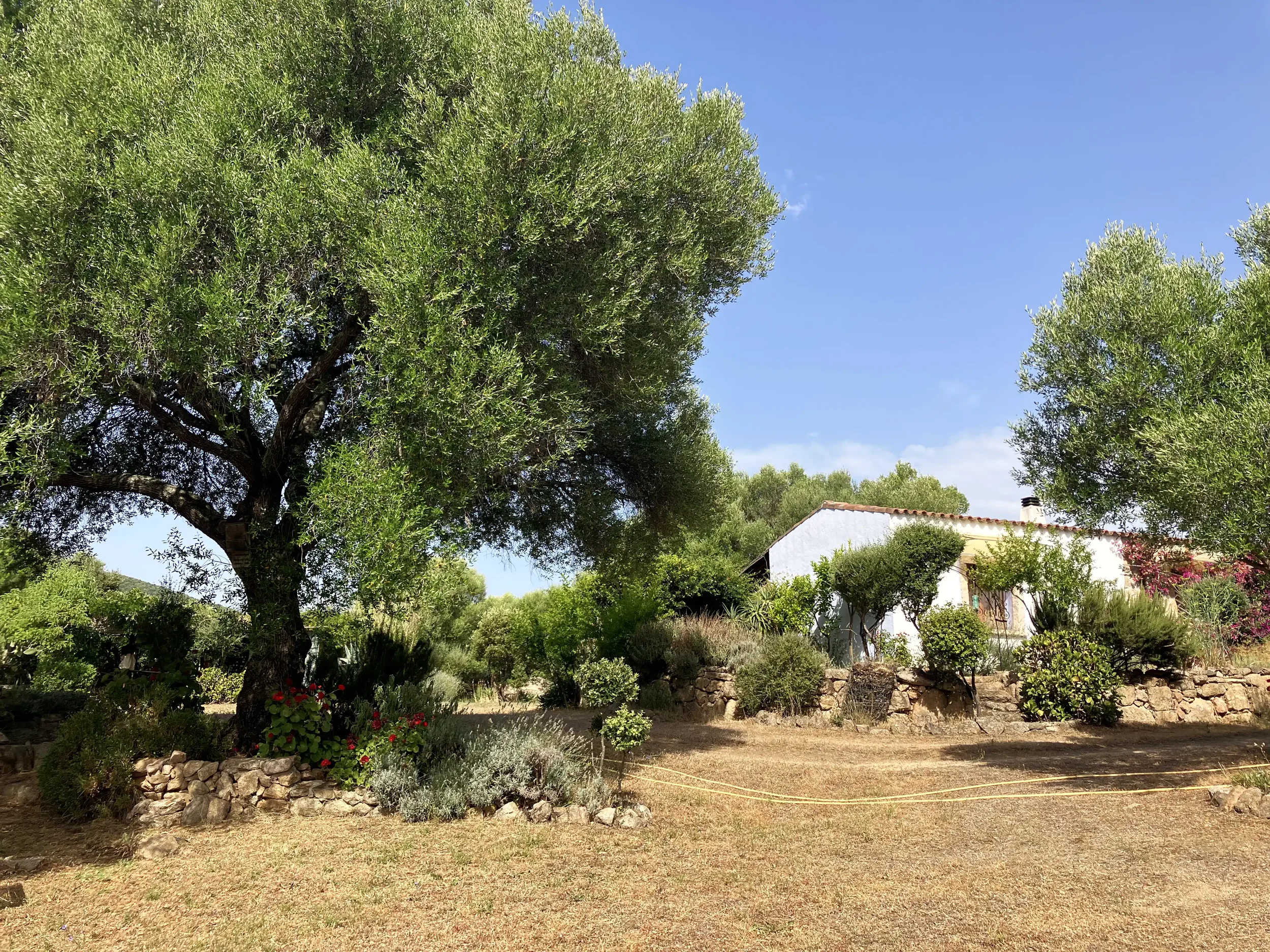 Ein Haus mit weißen Wänden und rotem Dach, umgeben von Bäumen und Sträuchern, unter blauem Himmel.